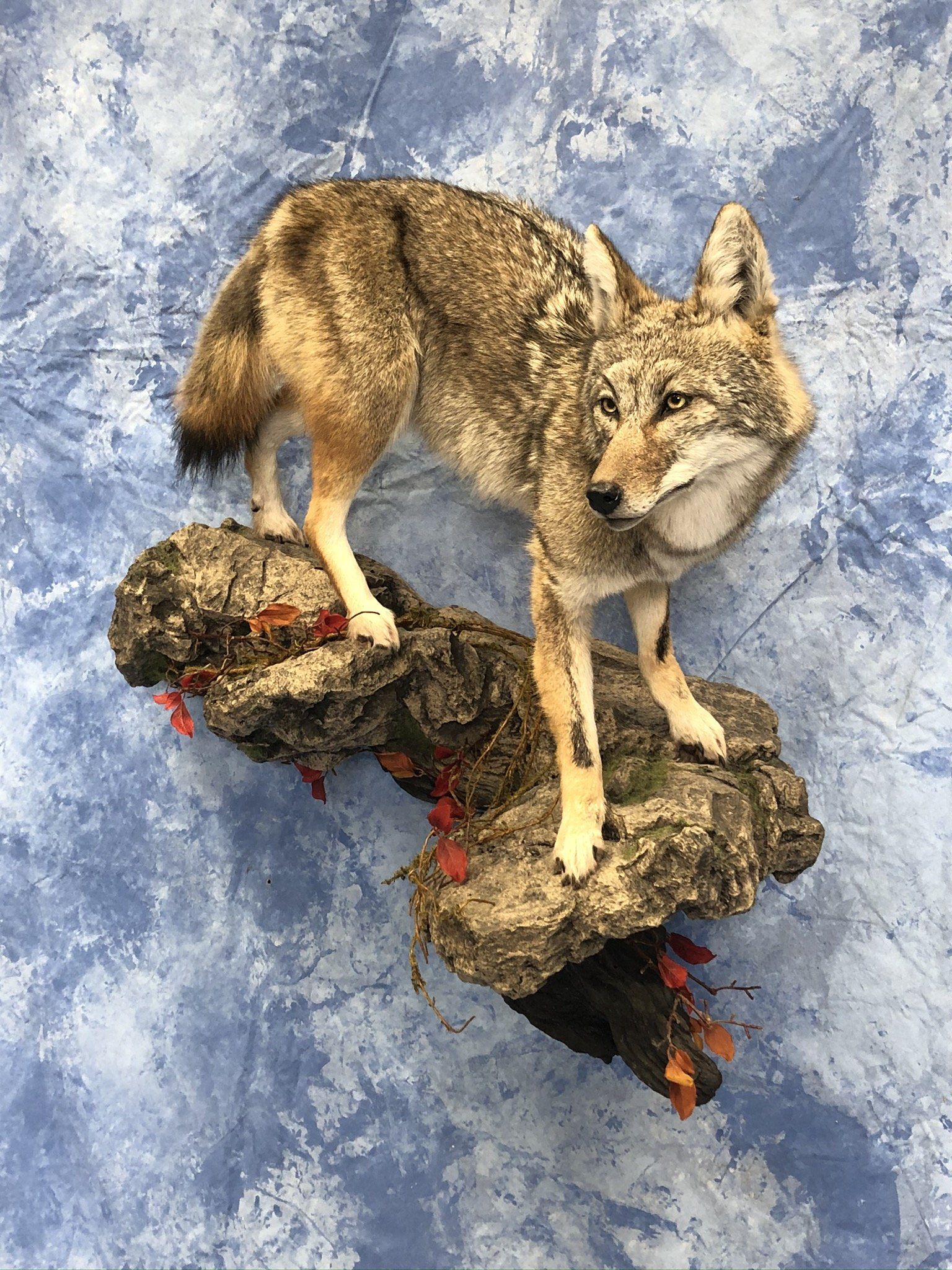 Life-Size Animals photo gallery