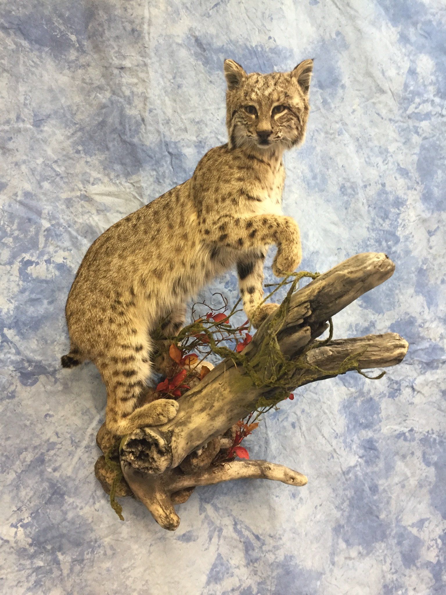 Life-Size Animals photo gallery