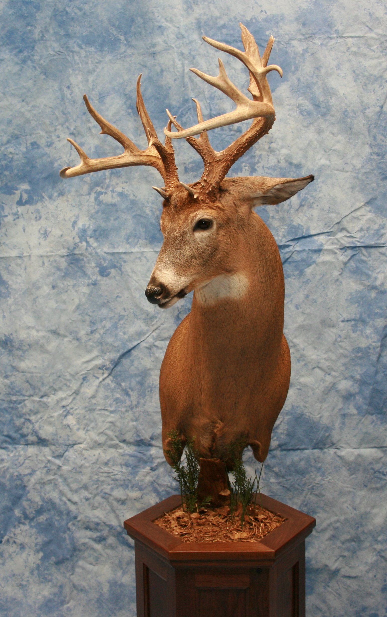 Game Head and Pedestals photo gallery