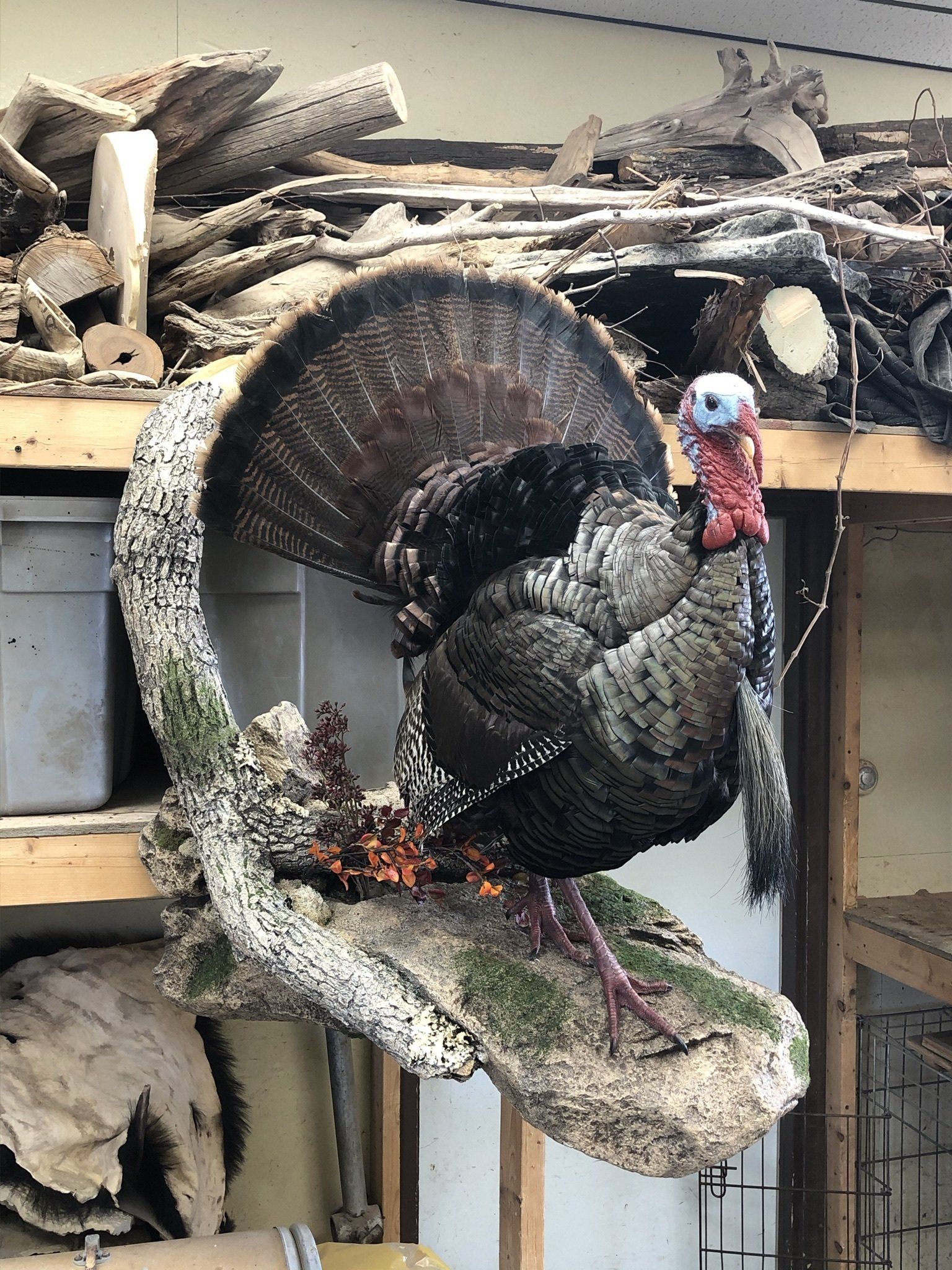 Turkey Taxidermy photo gallery