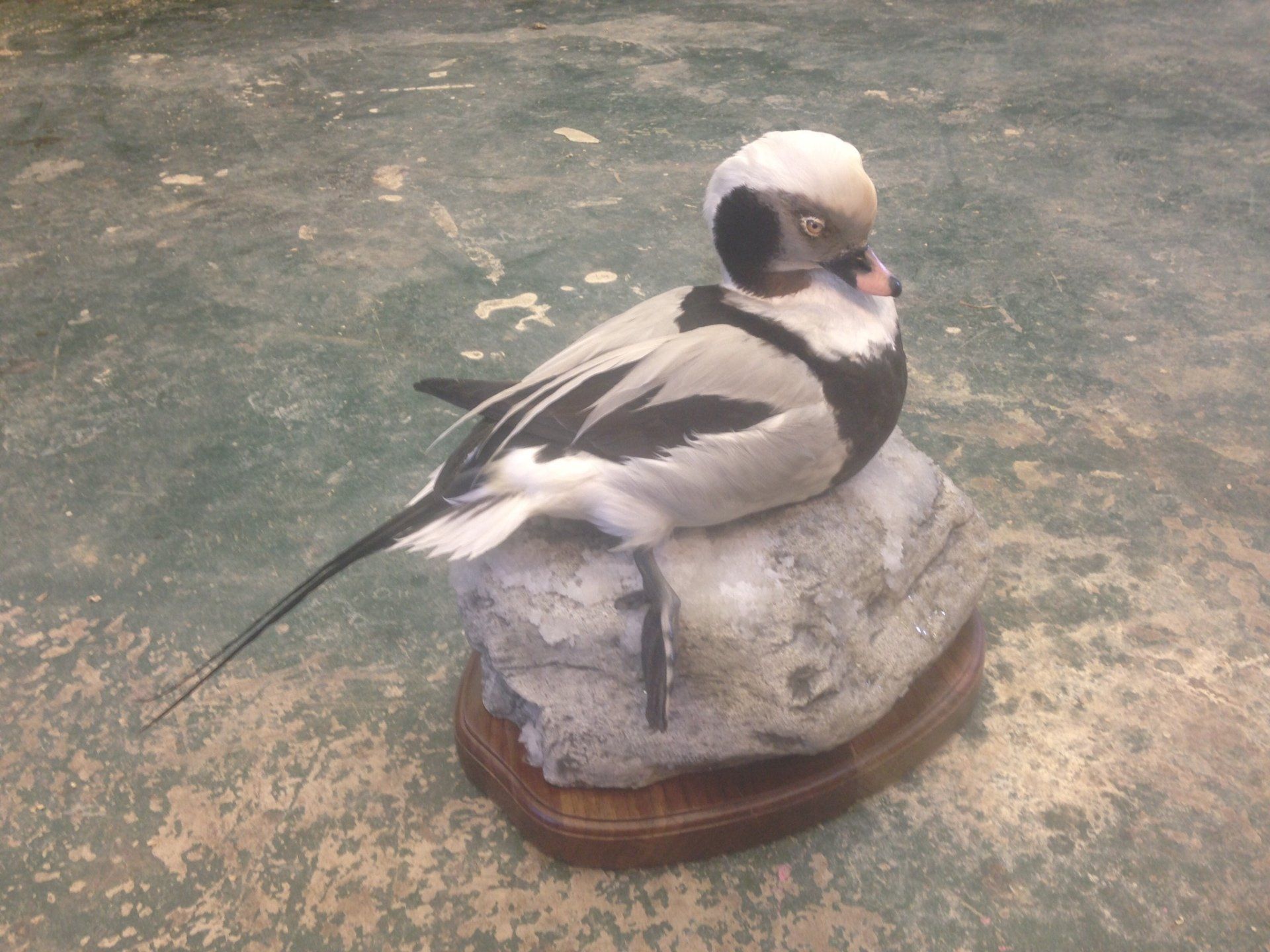 Ducks and Birds Taxidermy photo gallery
