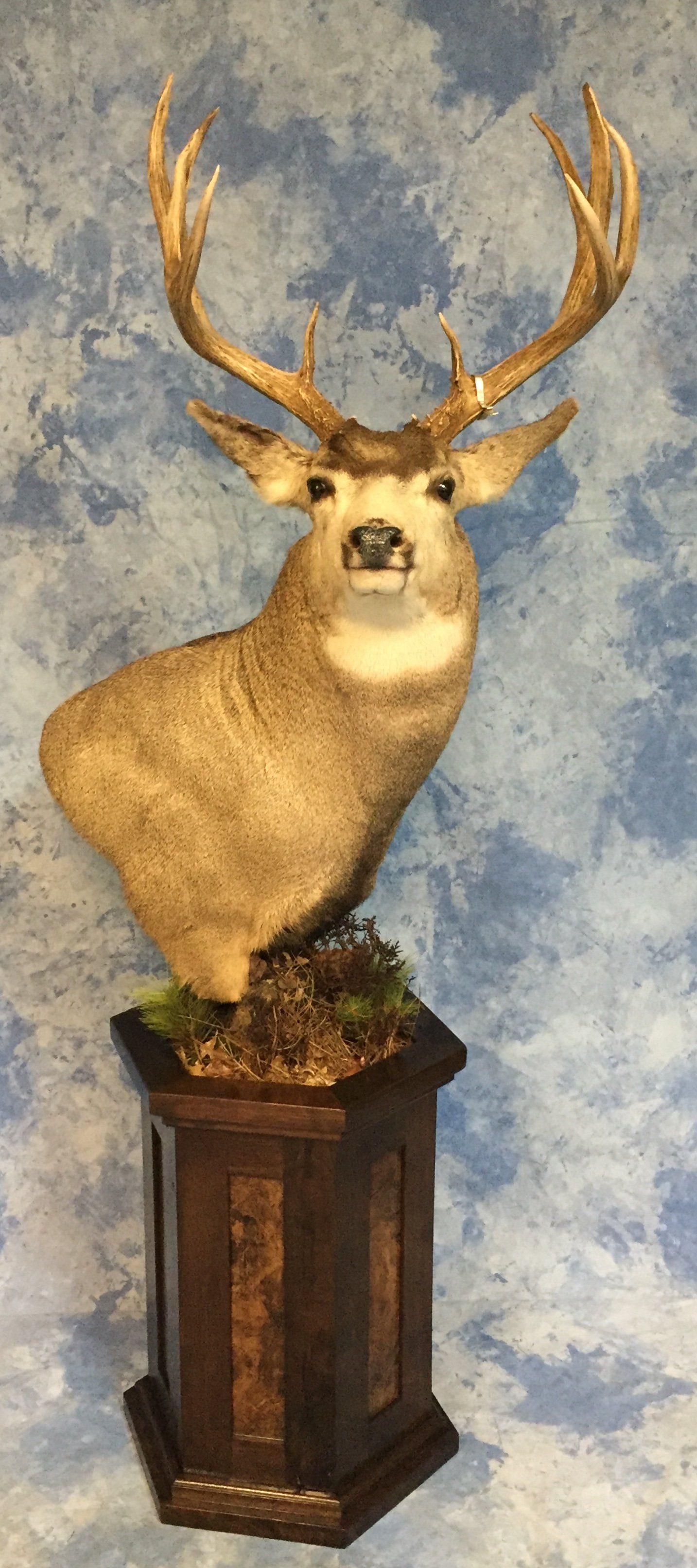 Game Head and Pedestals photo gallery