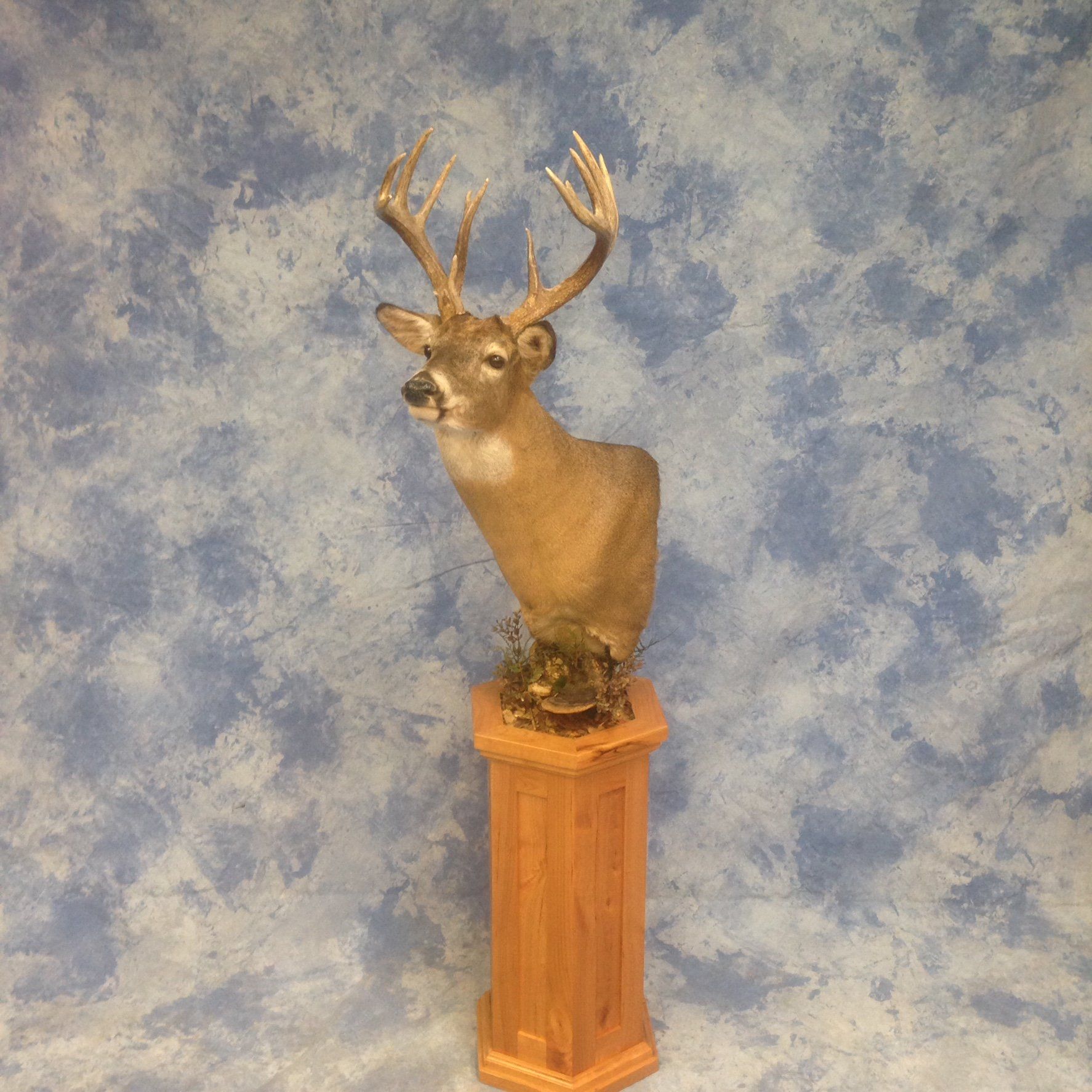 Game Head and Pedestals photo gallery