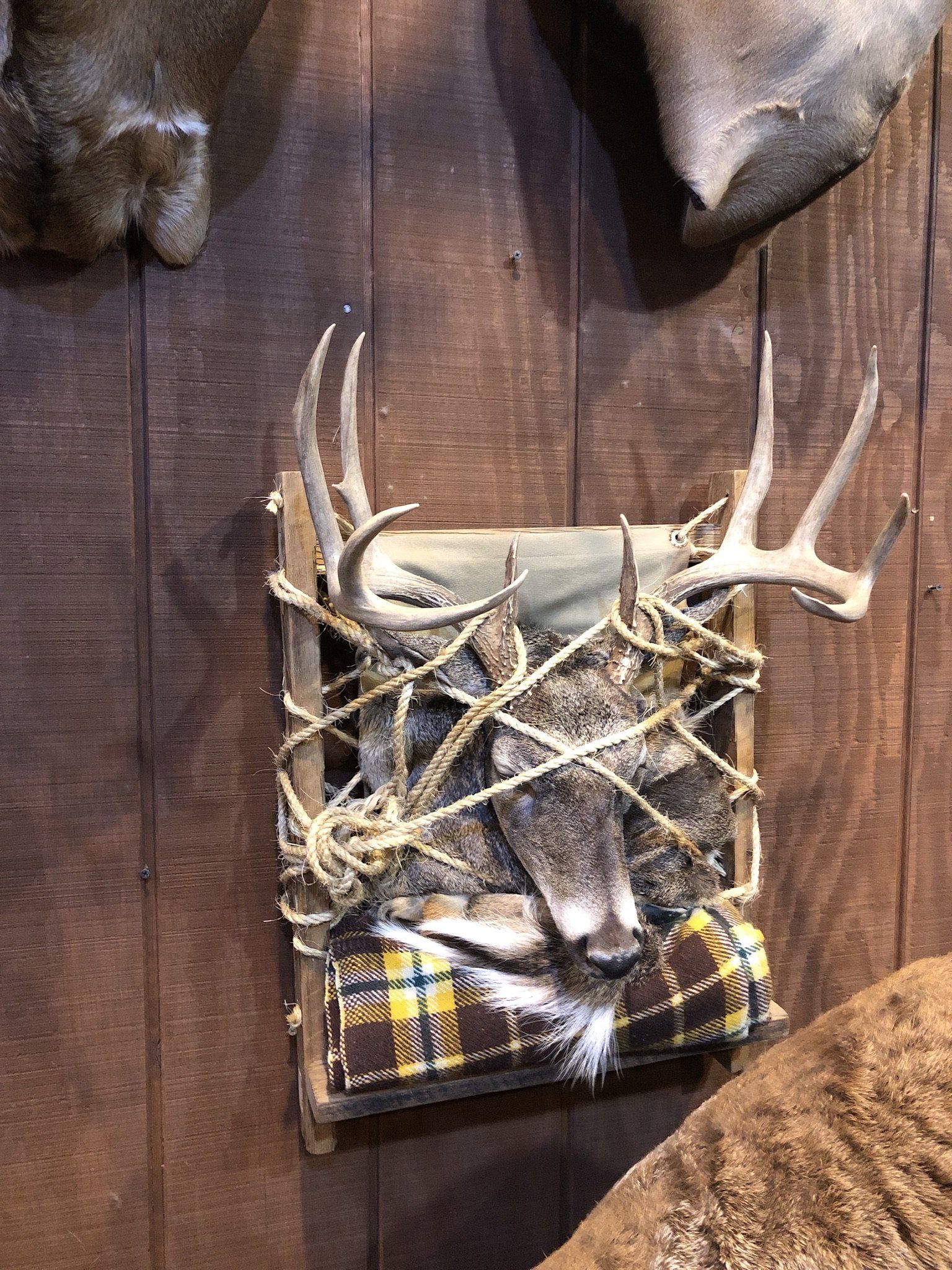 Game Head and Pedestals photo gallery