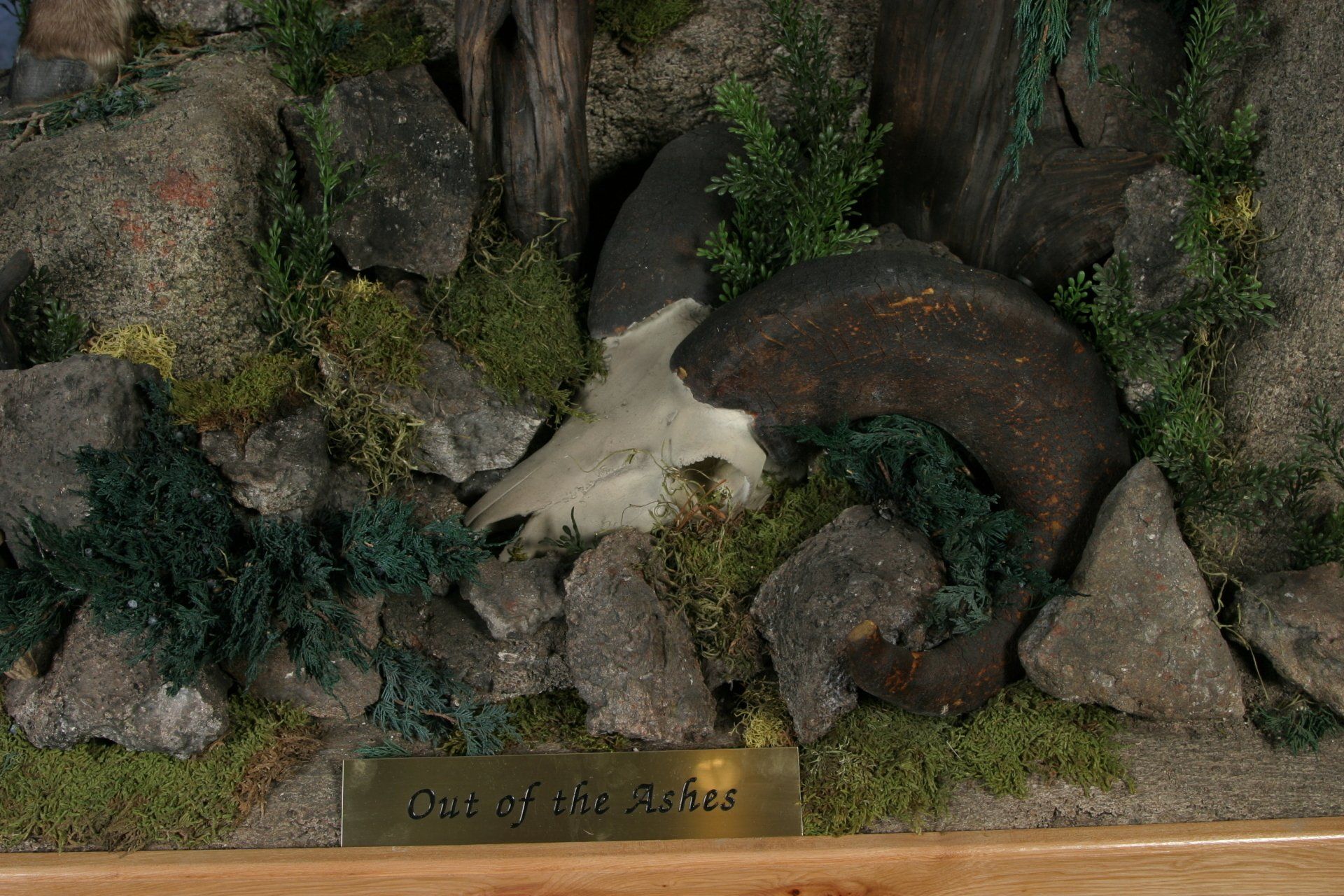 Game Head and Pedestals photo gallery