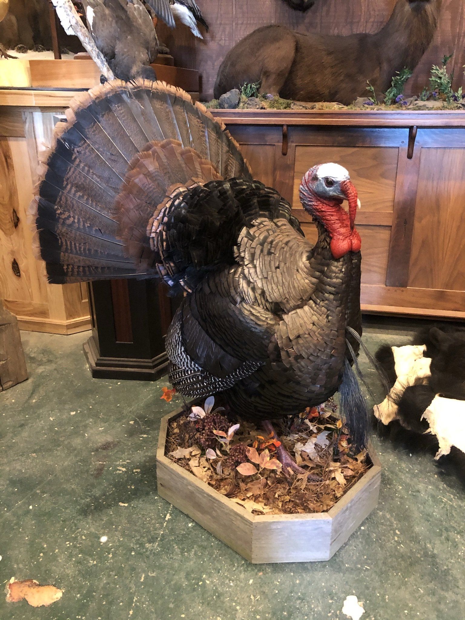 Turkey Taxidermy photo gallery