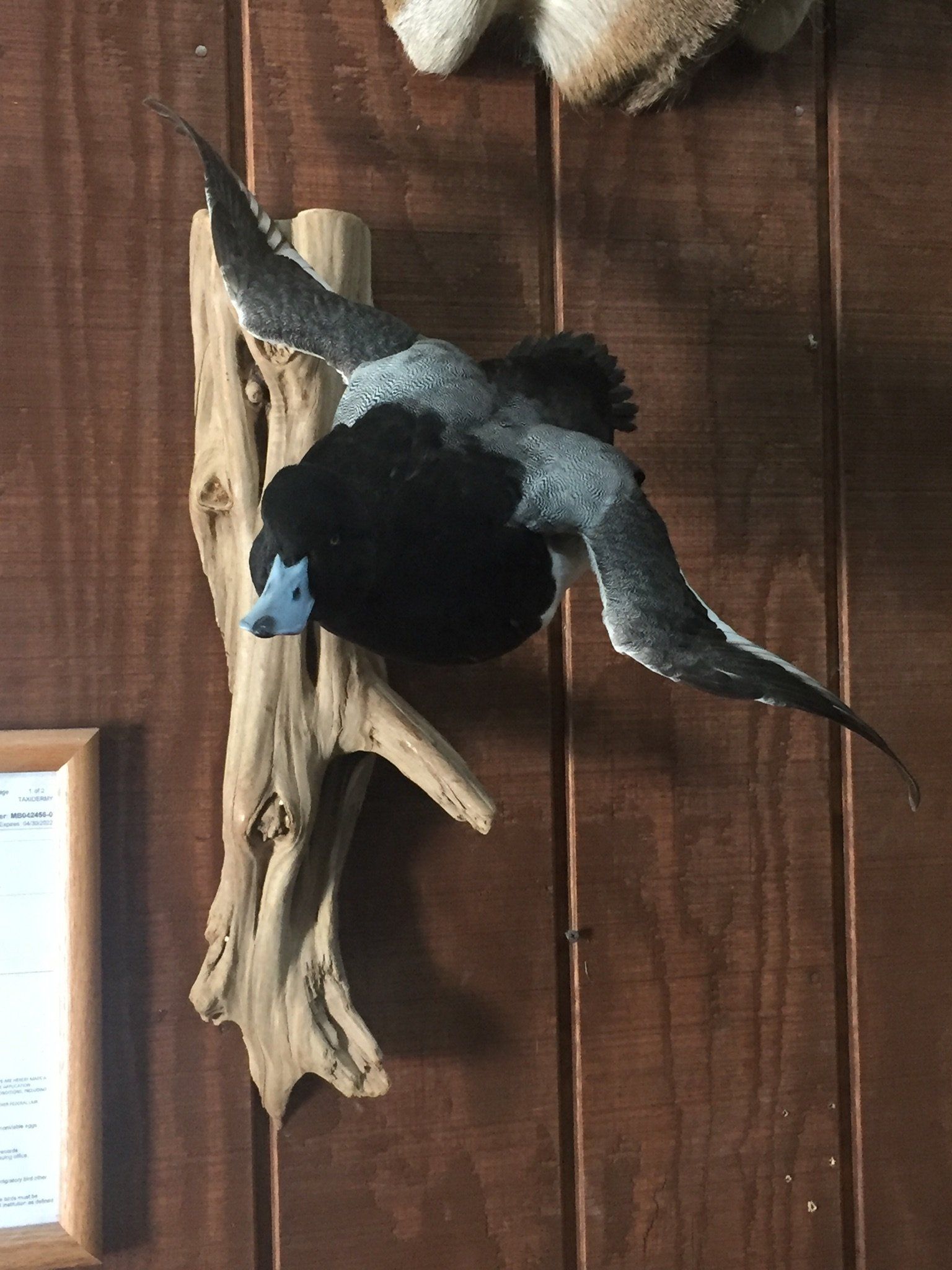 Ducks and Birds Taxidermy photo gallery