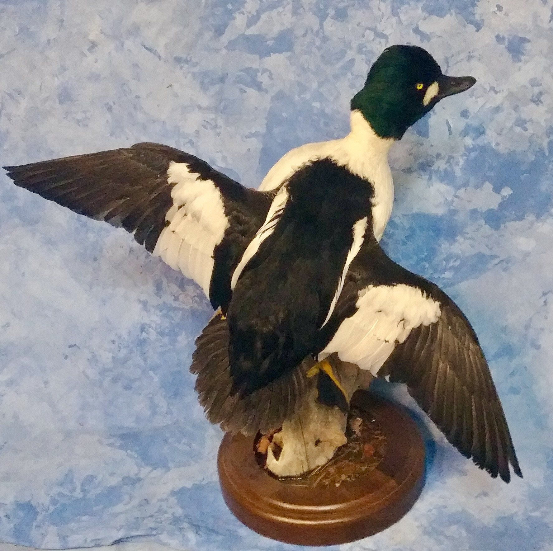 Ducks and Birds Taxidermy photo gallery