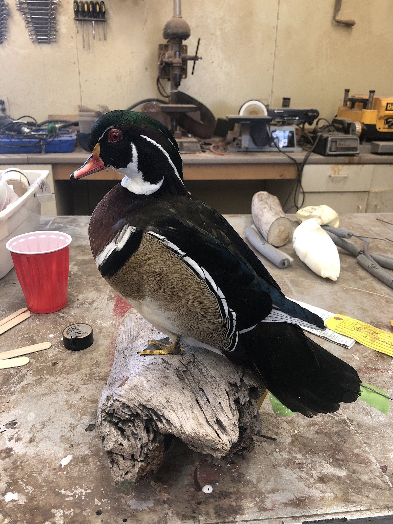 Ducks and Birds Taxidermy photo gallery