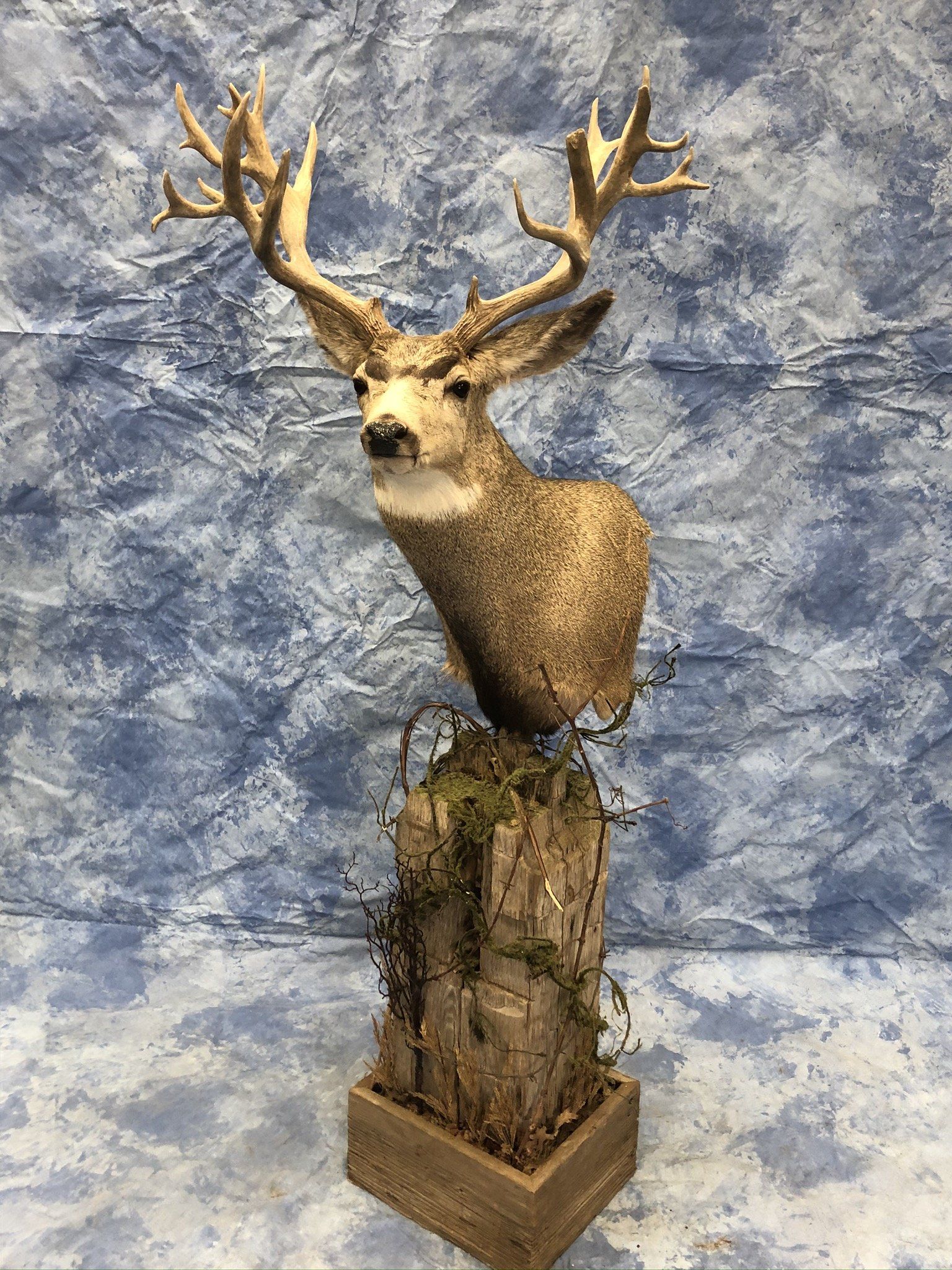 Game Head and Pedestals photo gallery