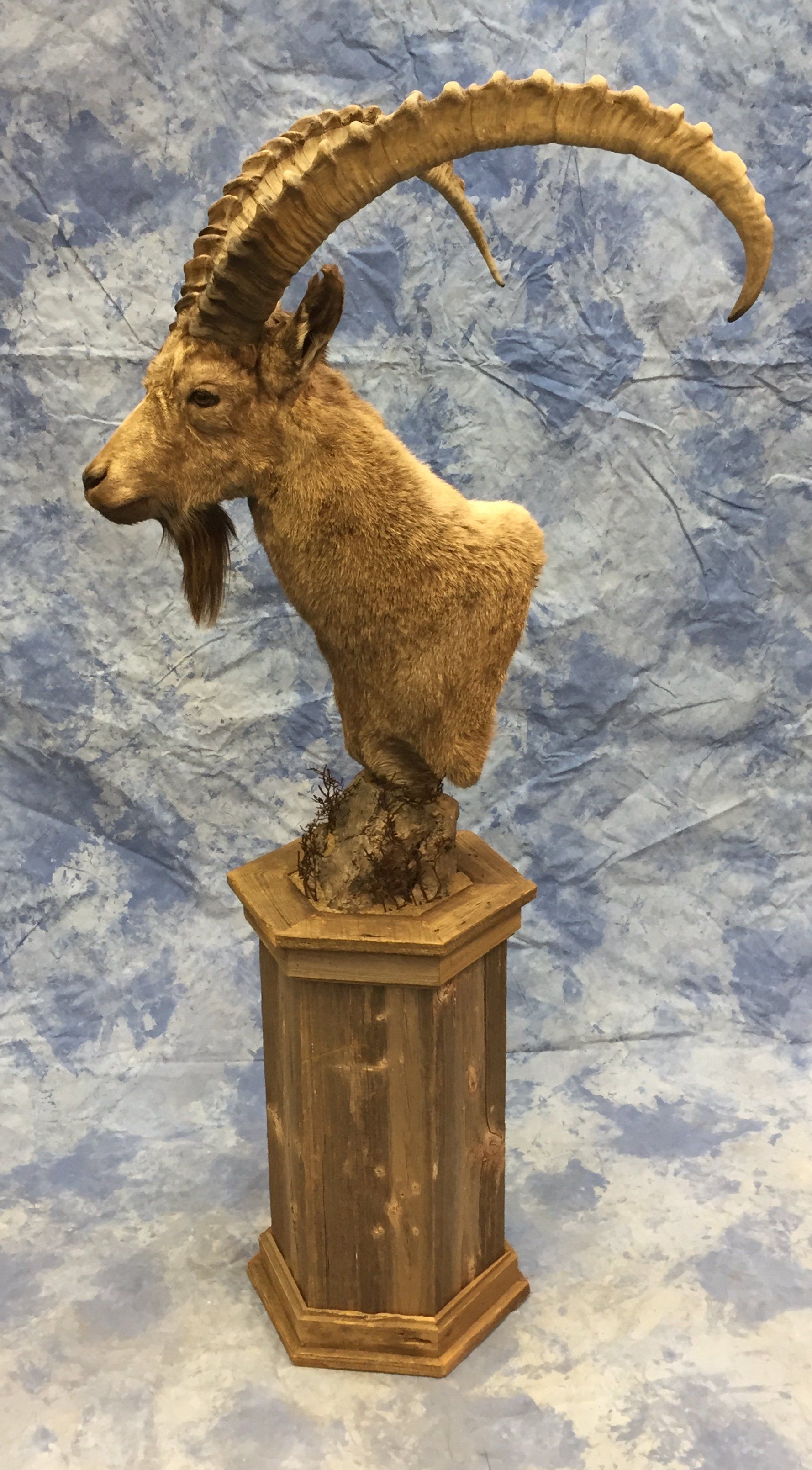 Game Head and Pedestals photo gallery