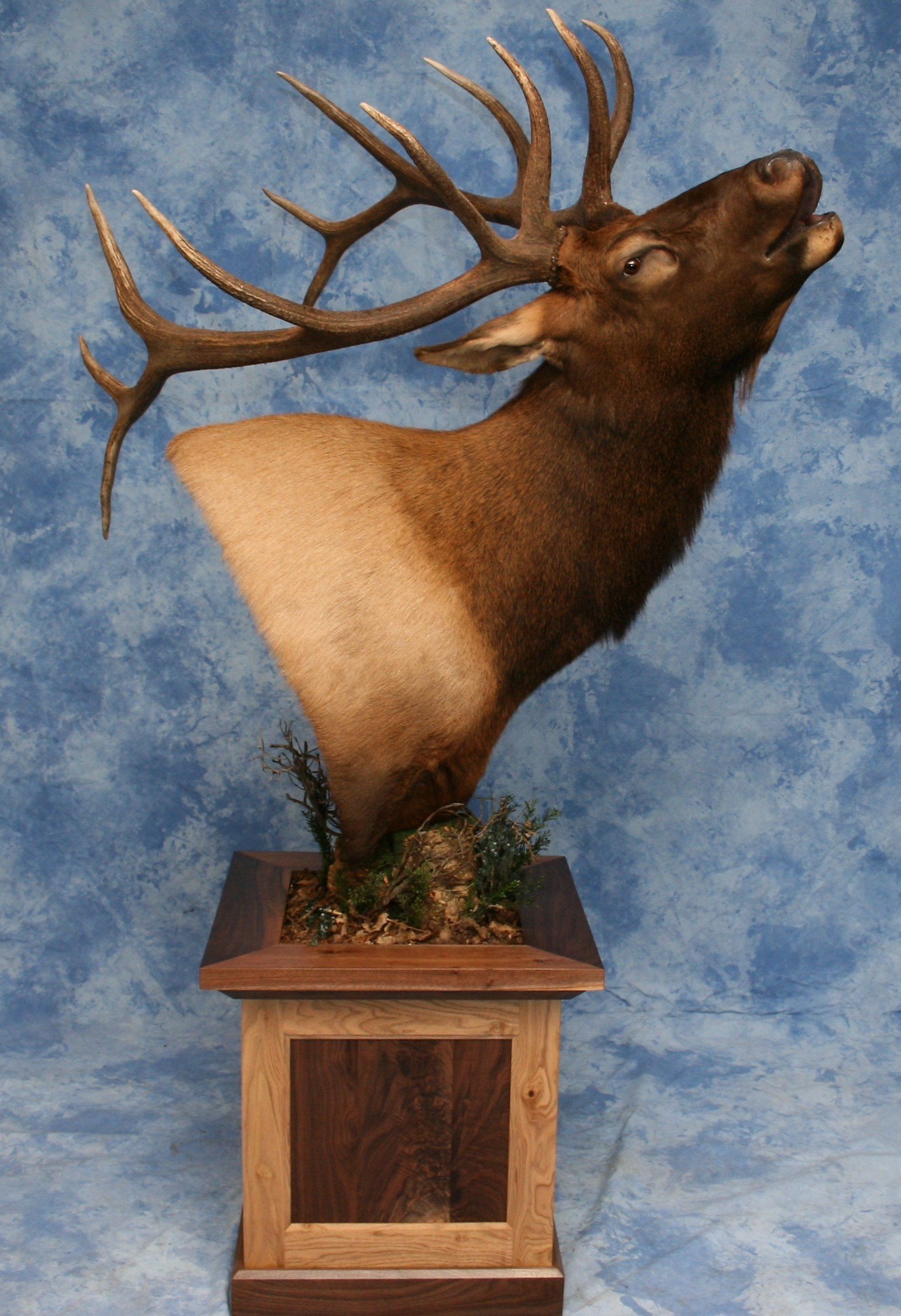 Game Head and Pedestals photo gallery