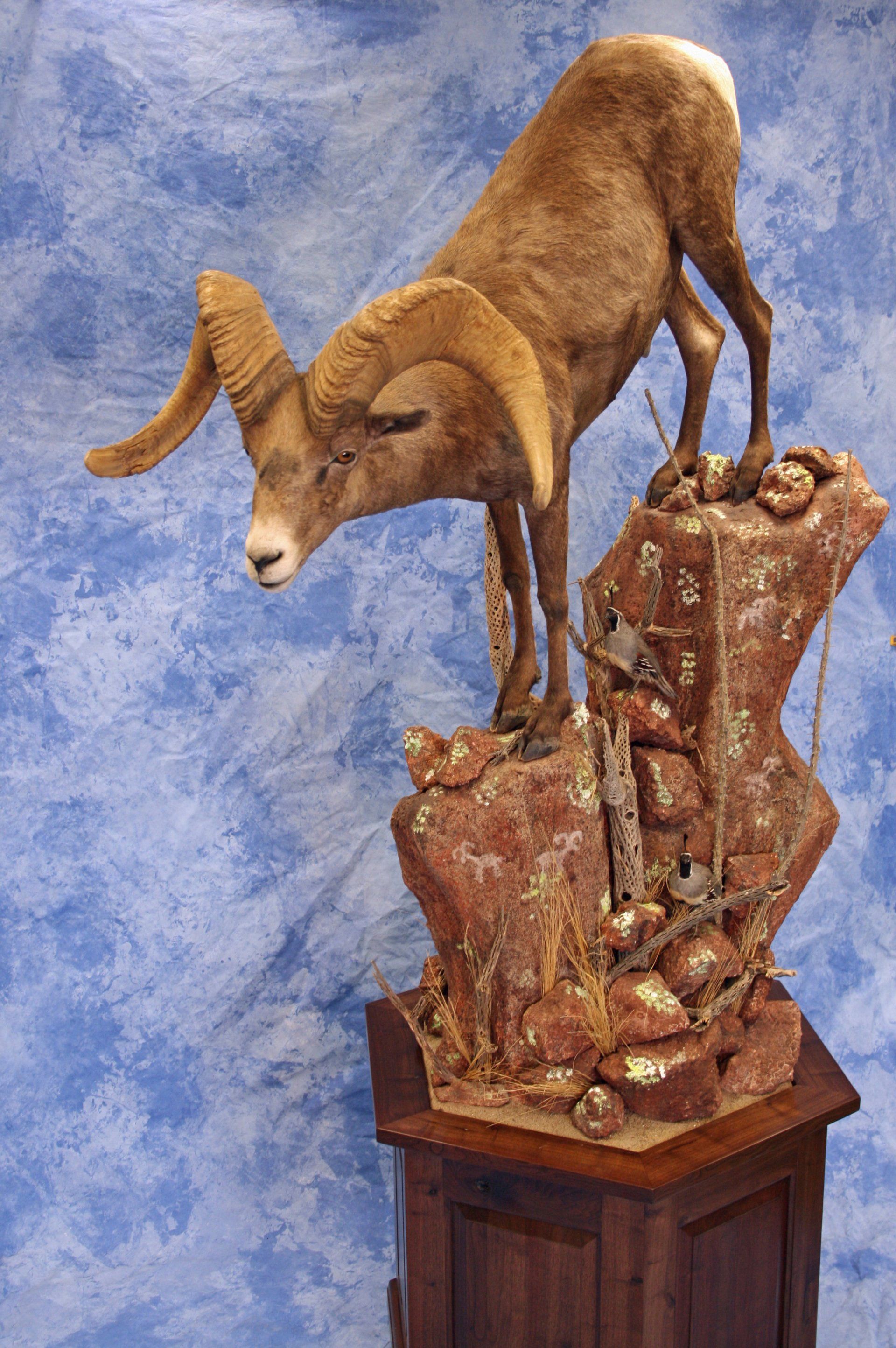 Game Head and Pedestals photo gallery