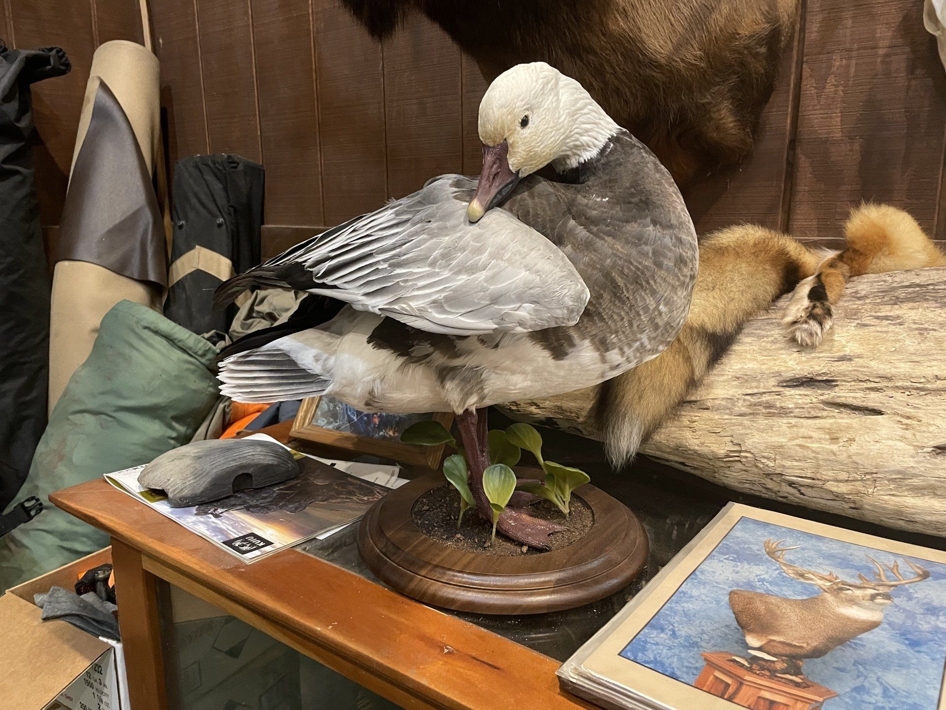 Ducks and Birds Taxidermy photo gallery