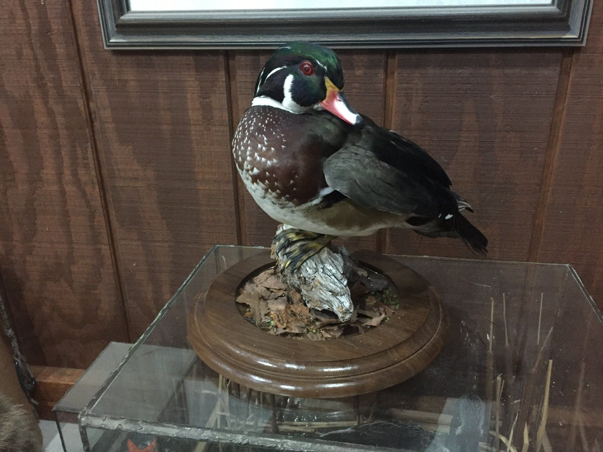 Ducks and Birds Taxidermy photo gallery