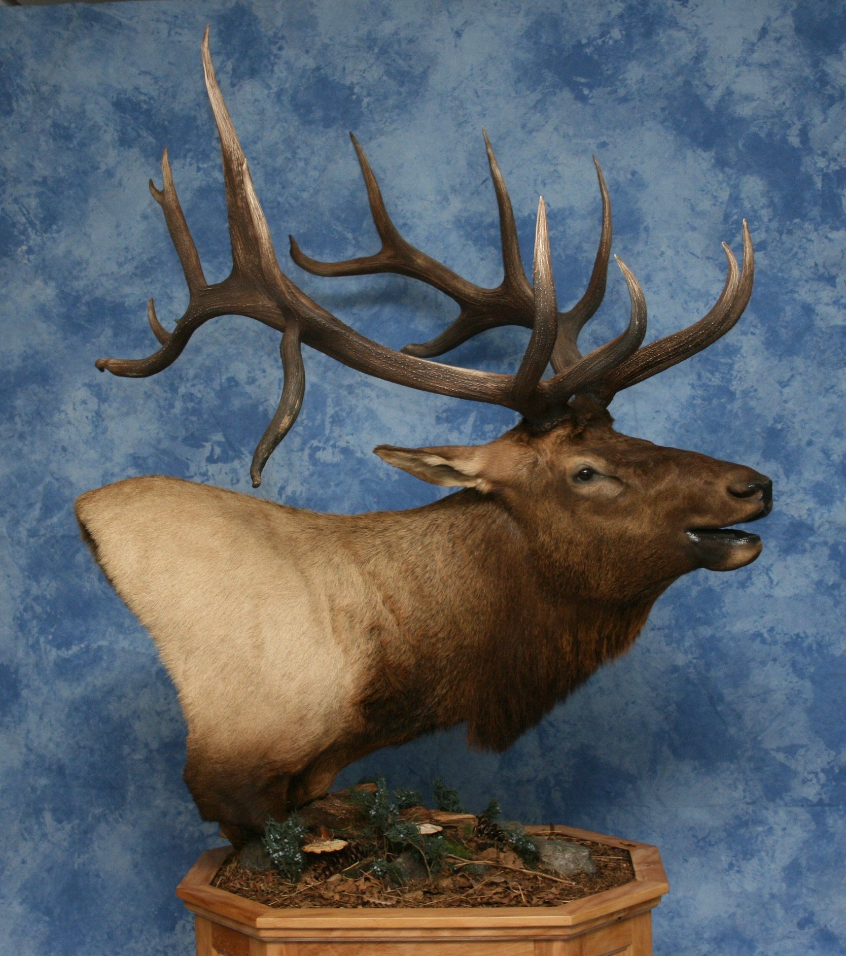 Game Head and Pedestals photo gallery