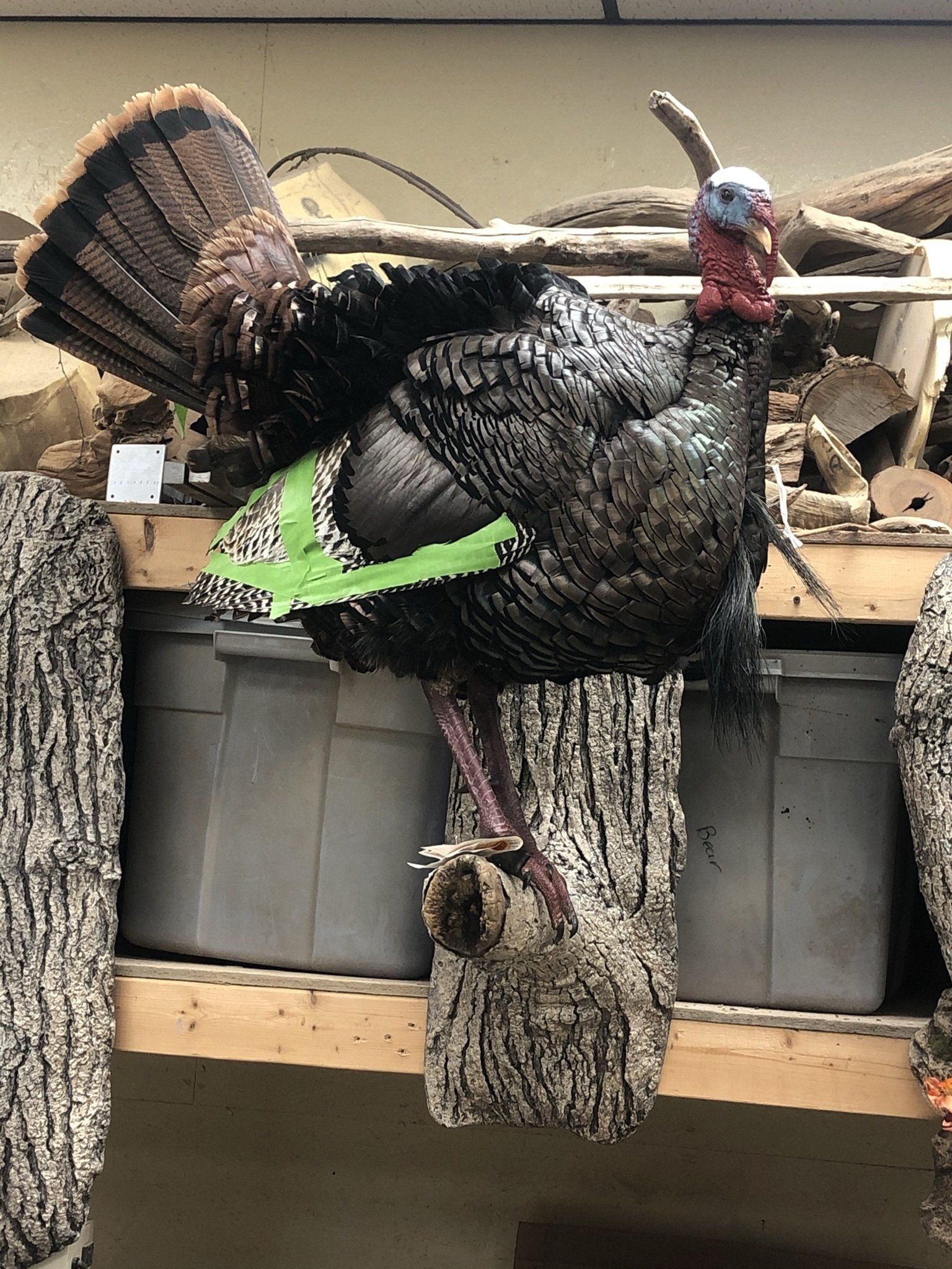 Turkey Taxidermy photo gallery