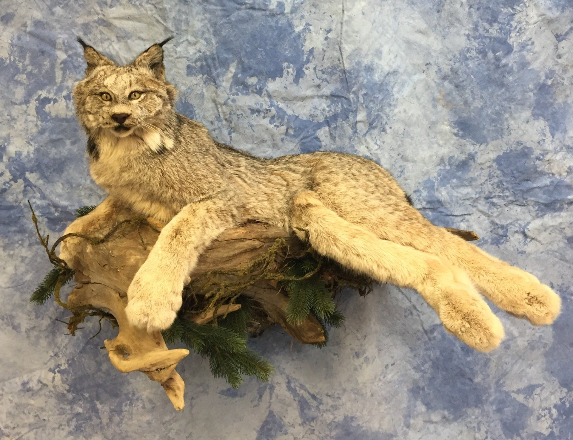 Life-Size Animals photo gallery