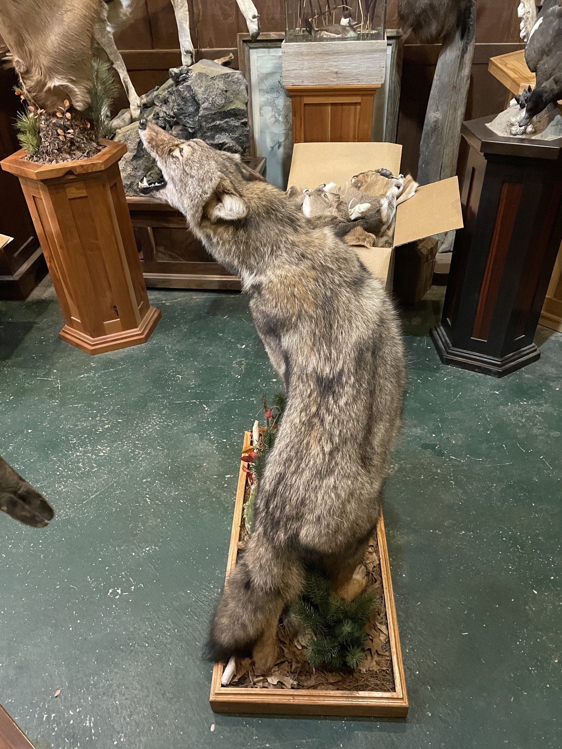 Life-Size Animals photo gallery