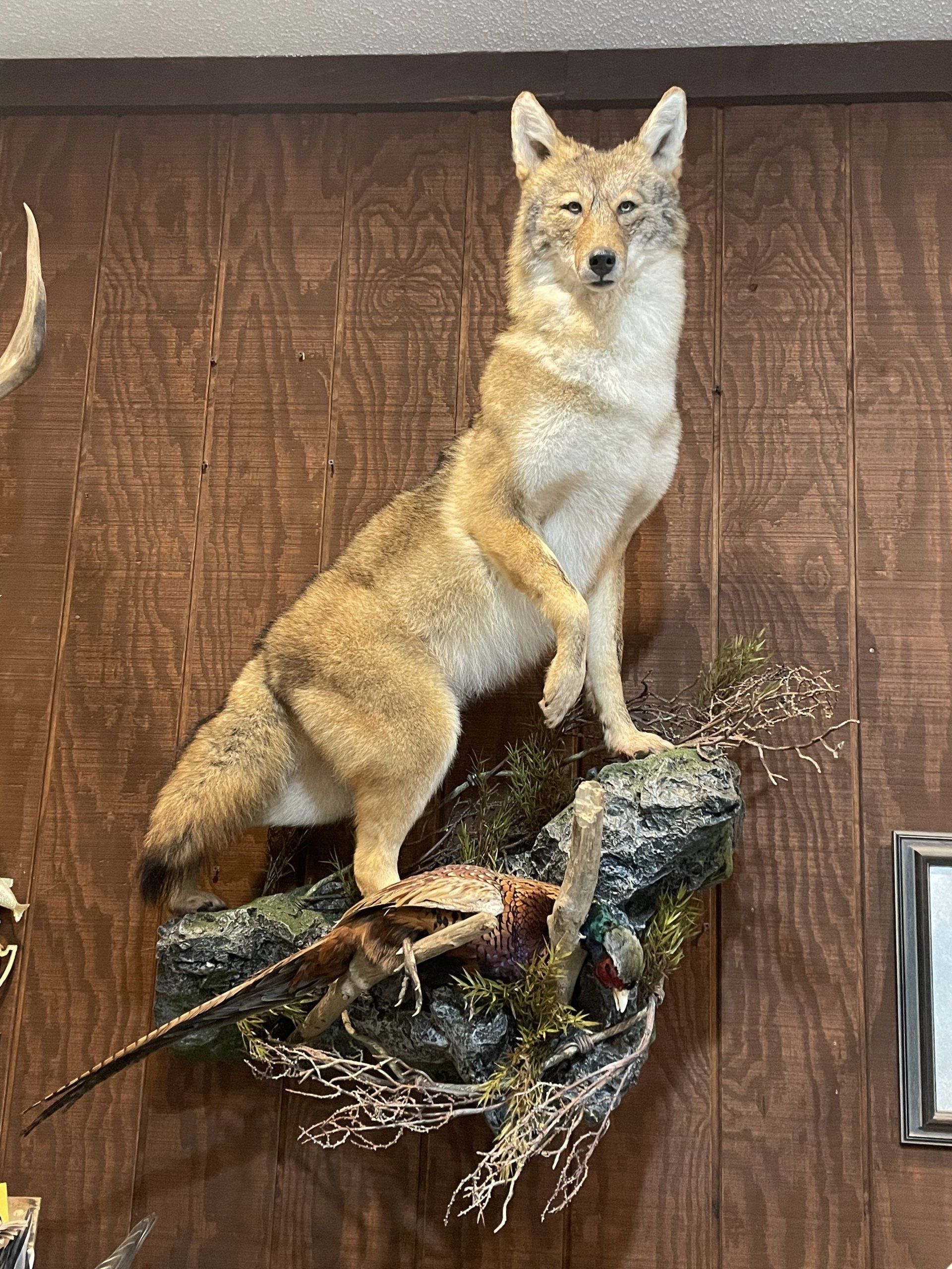 Life-Size Animals photo gallery