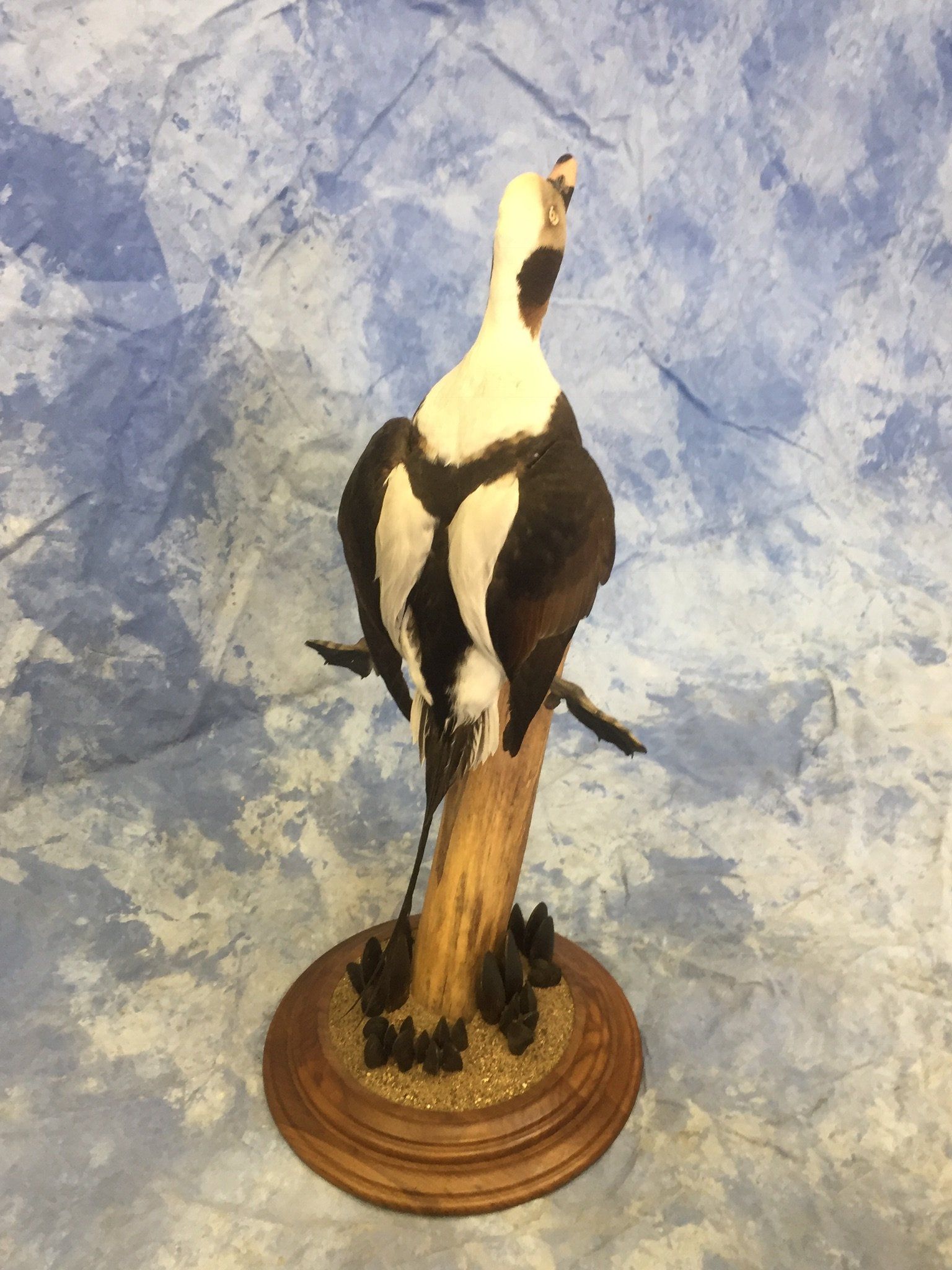 Ducks and Birds Taxidermy photo gallery