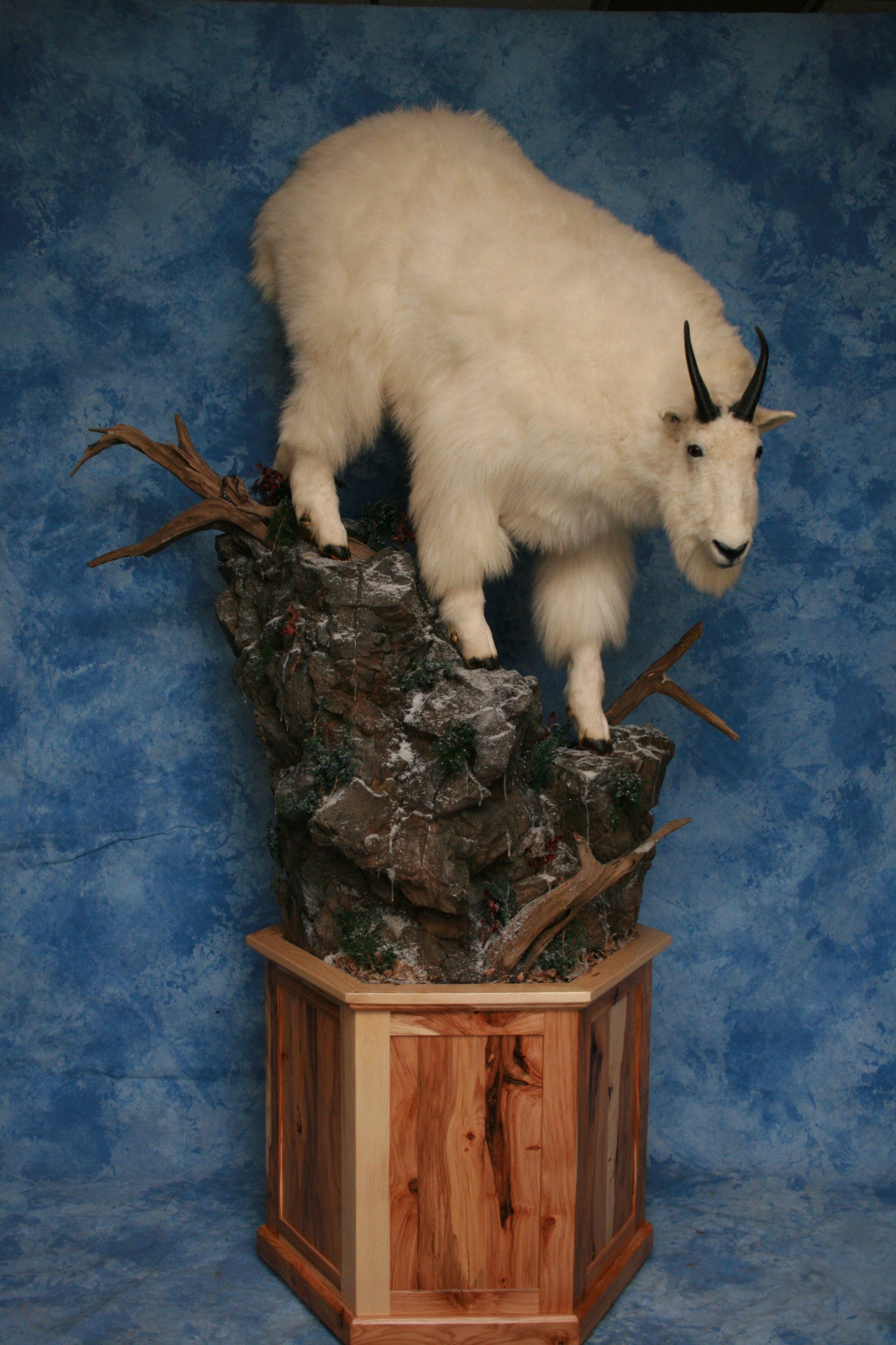 Game Head and Pedestals photo gallery