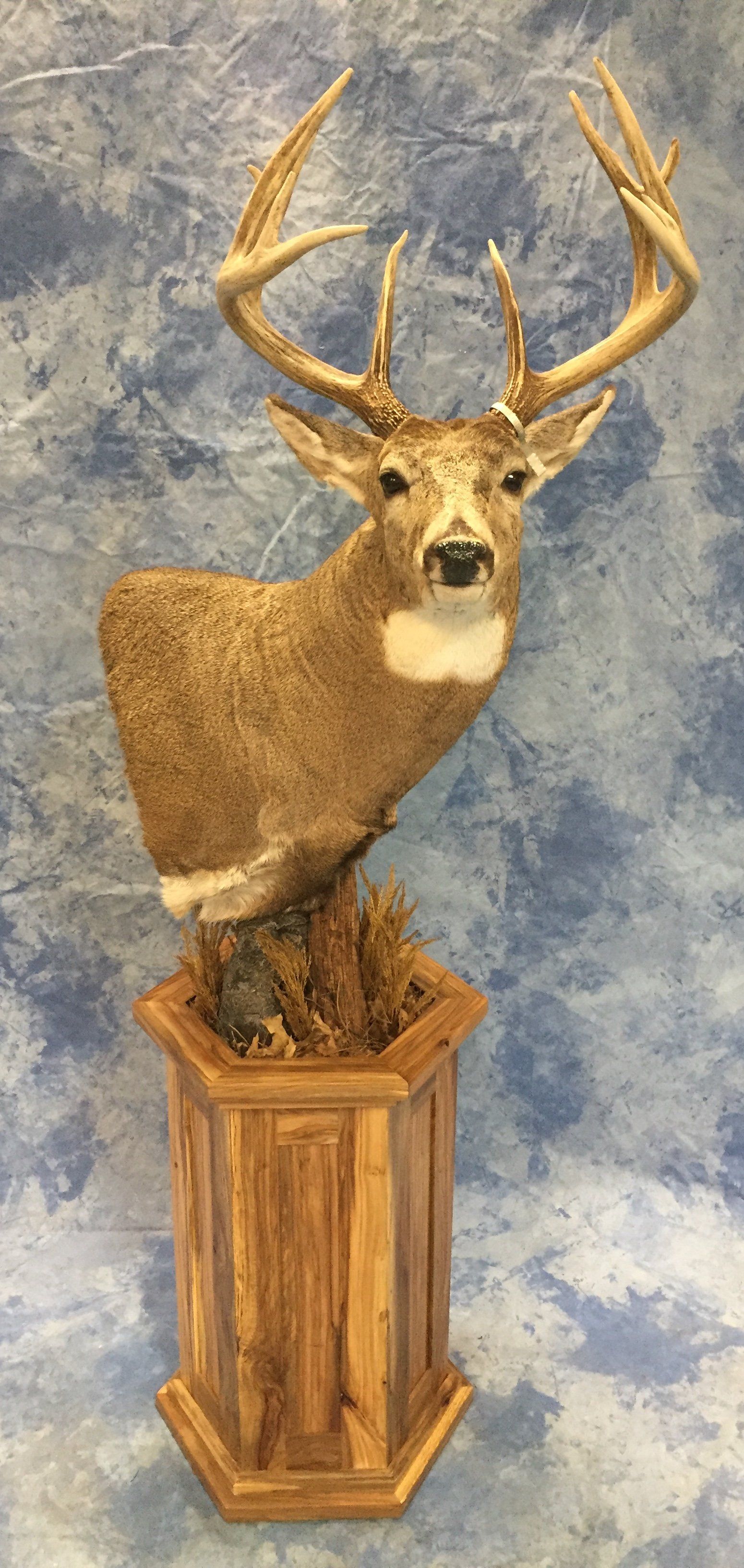 Game Head and Pedestals photo gallery