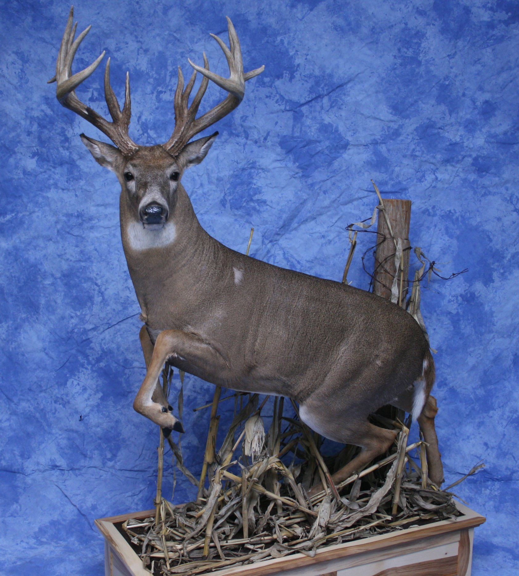 Game Head and Pedestals photo gallery