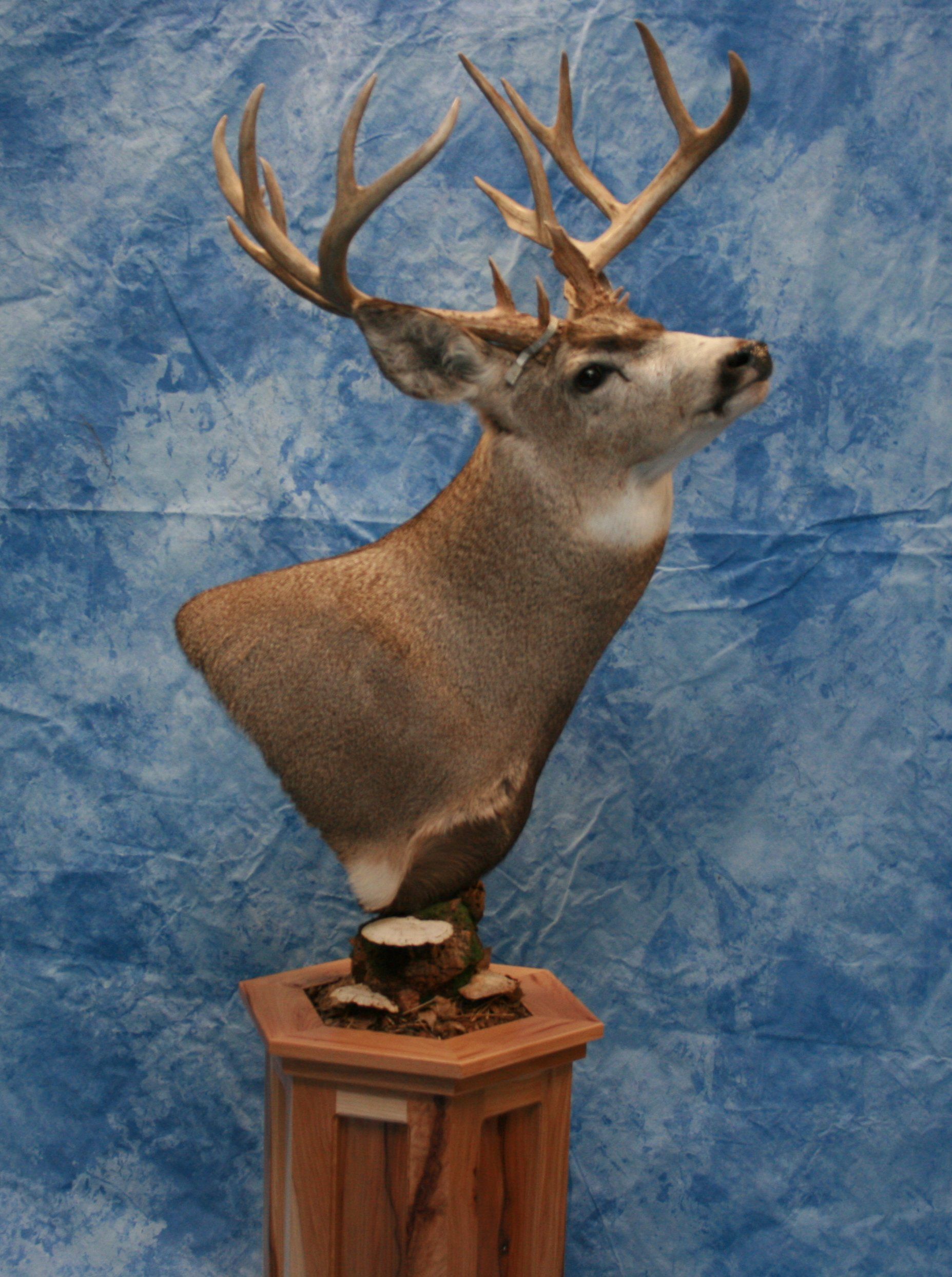 Game Head and Pedestals photo gallery