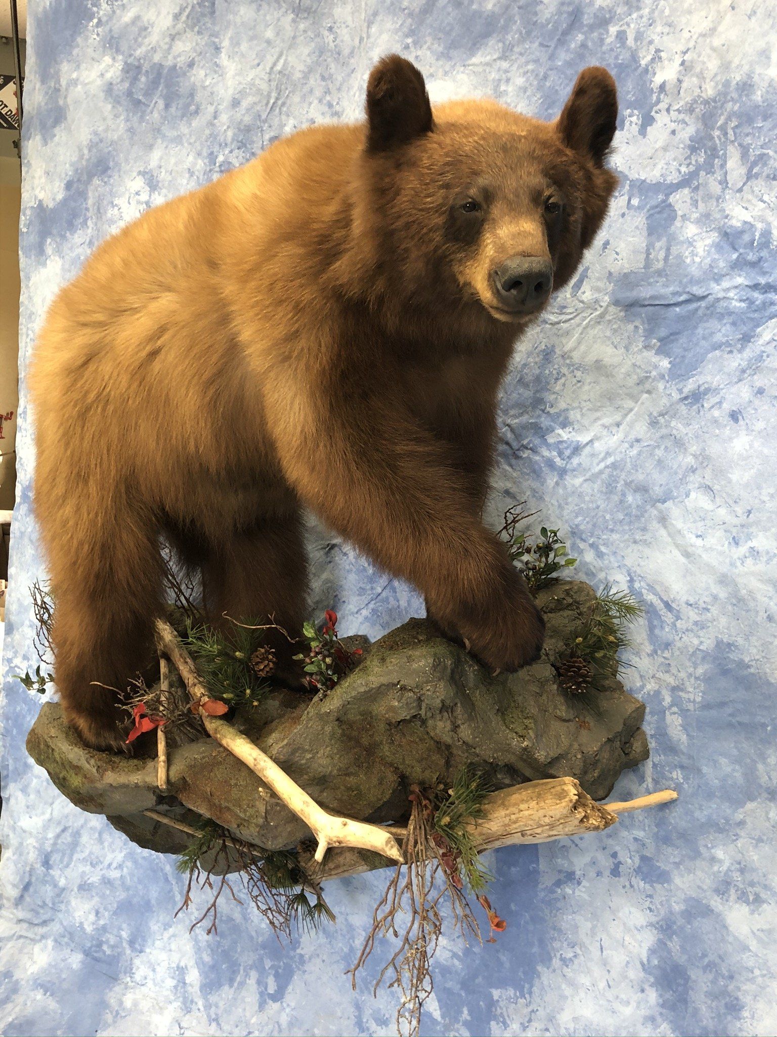 Life-Size Animals photo gallery