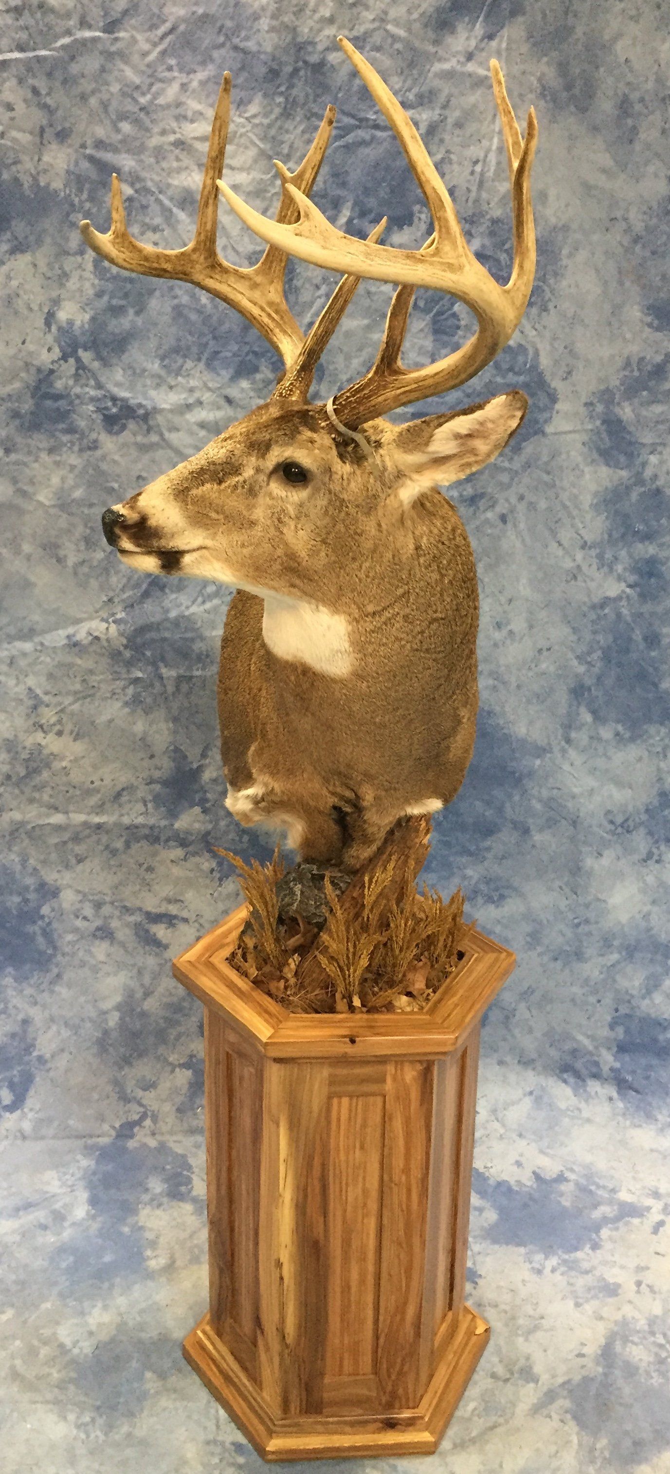 Game Head and Pedestals photo gallery