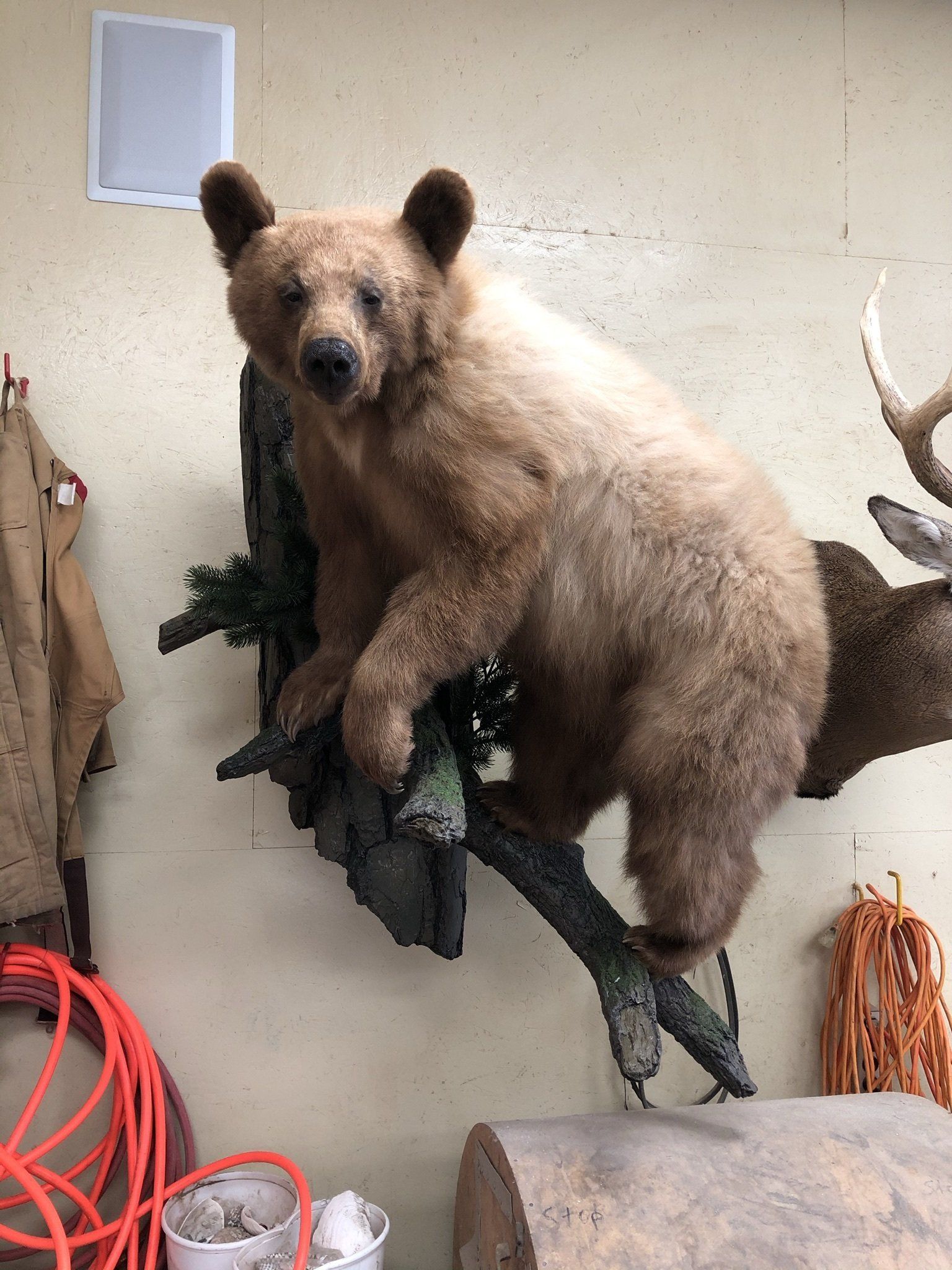 Life-Size Animals photo gallery