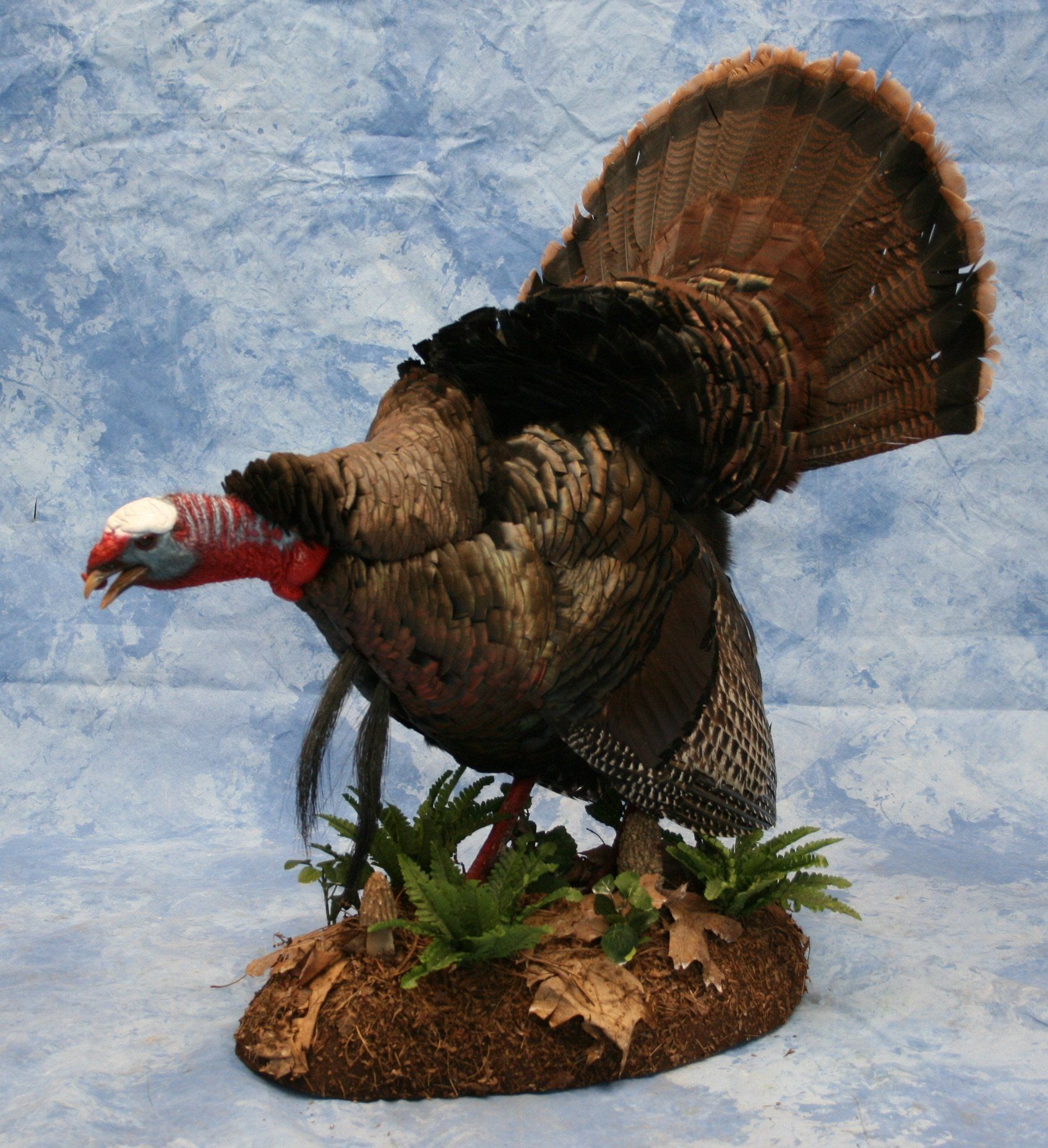Turkey Taxidermy photo gallery