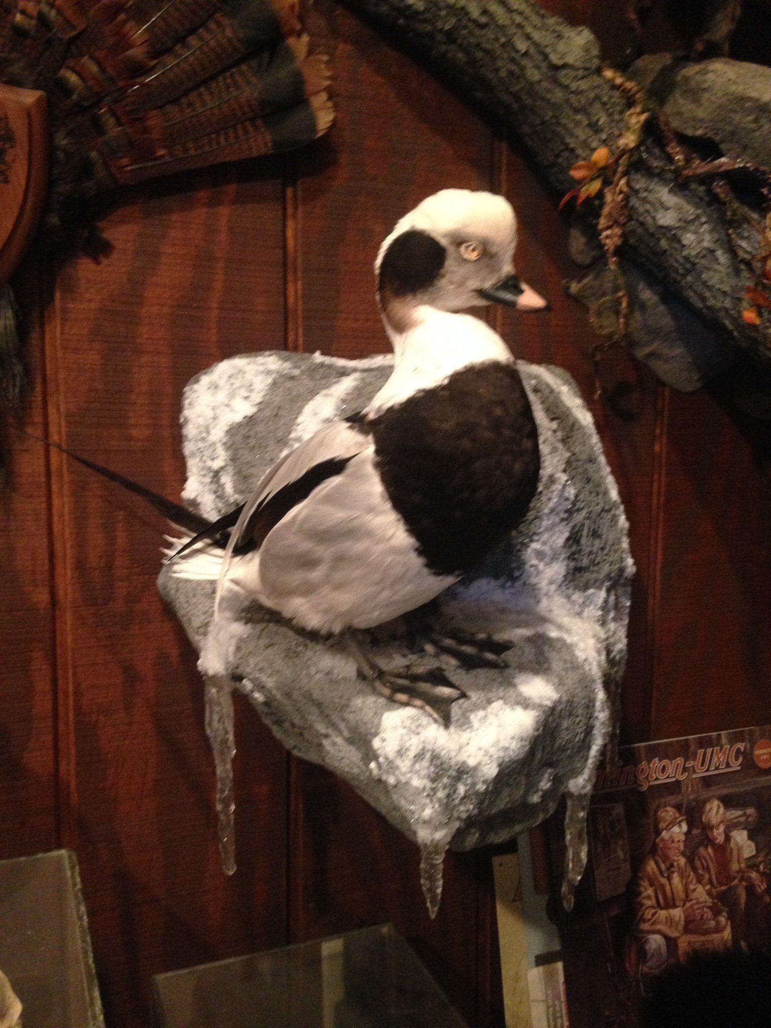 Ducks and Birds Taxidermy photo gallery