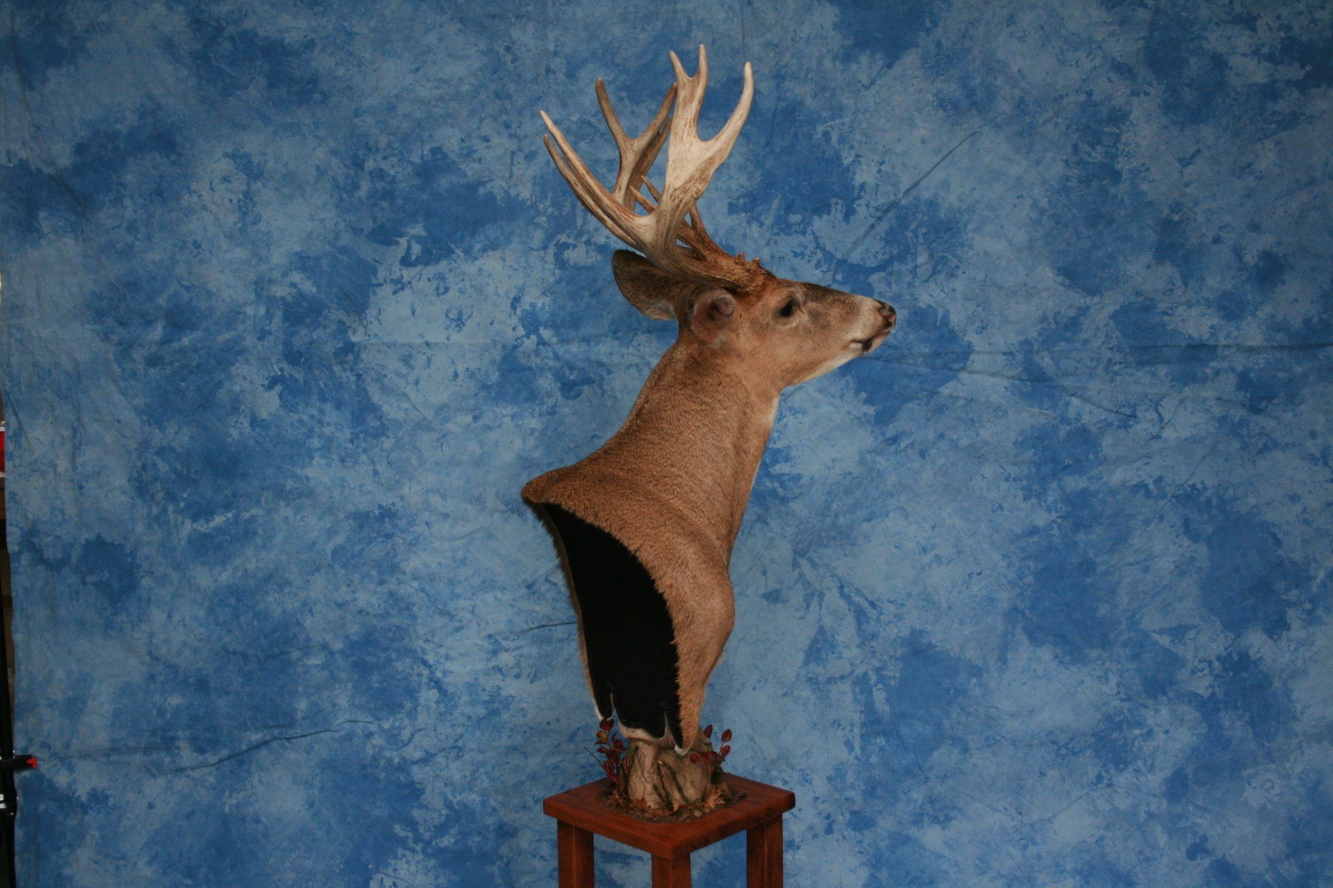 Game Head and Pedestals photo gallery