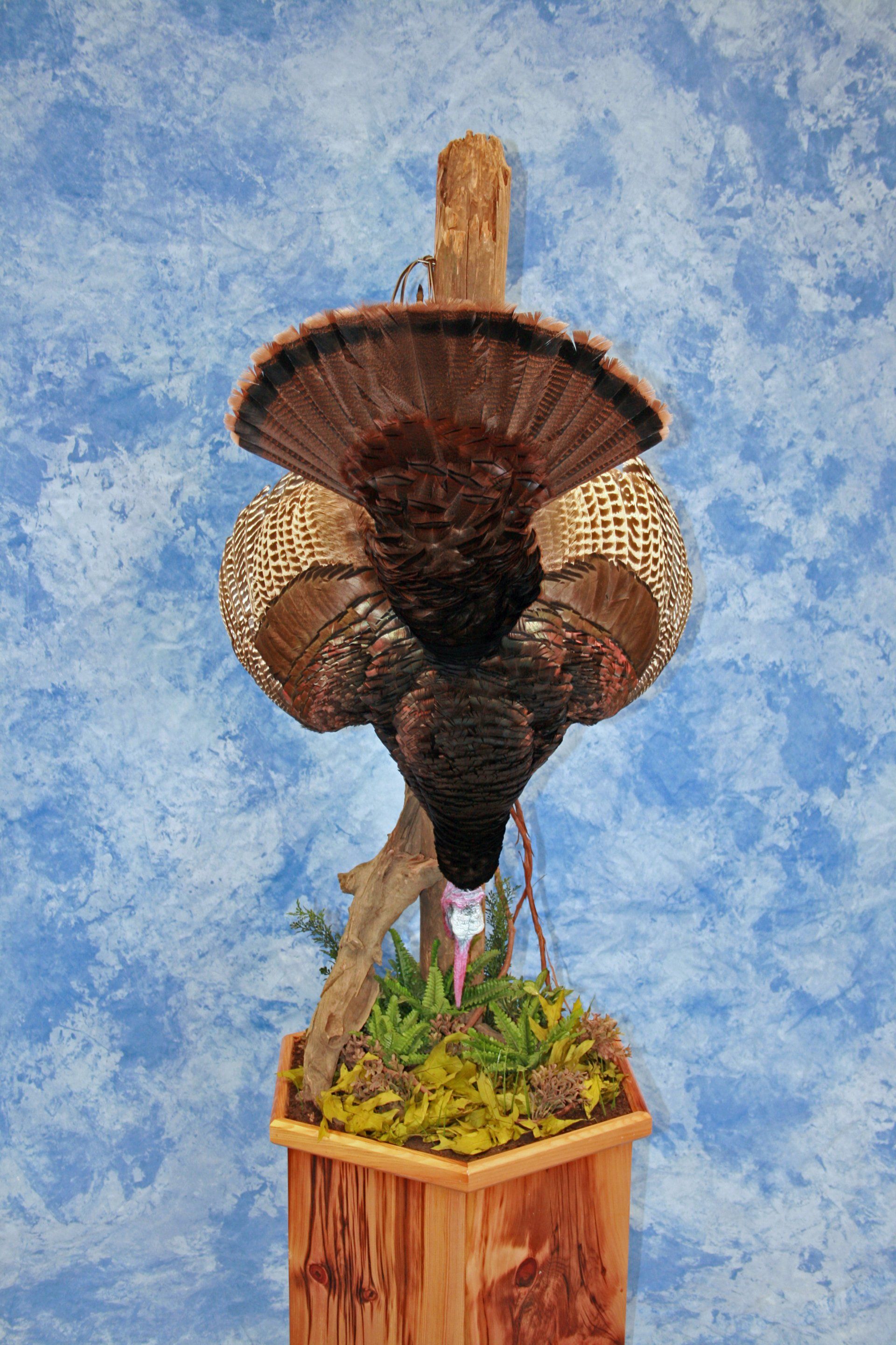 Turkey Taxidermy photo gallery