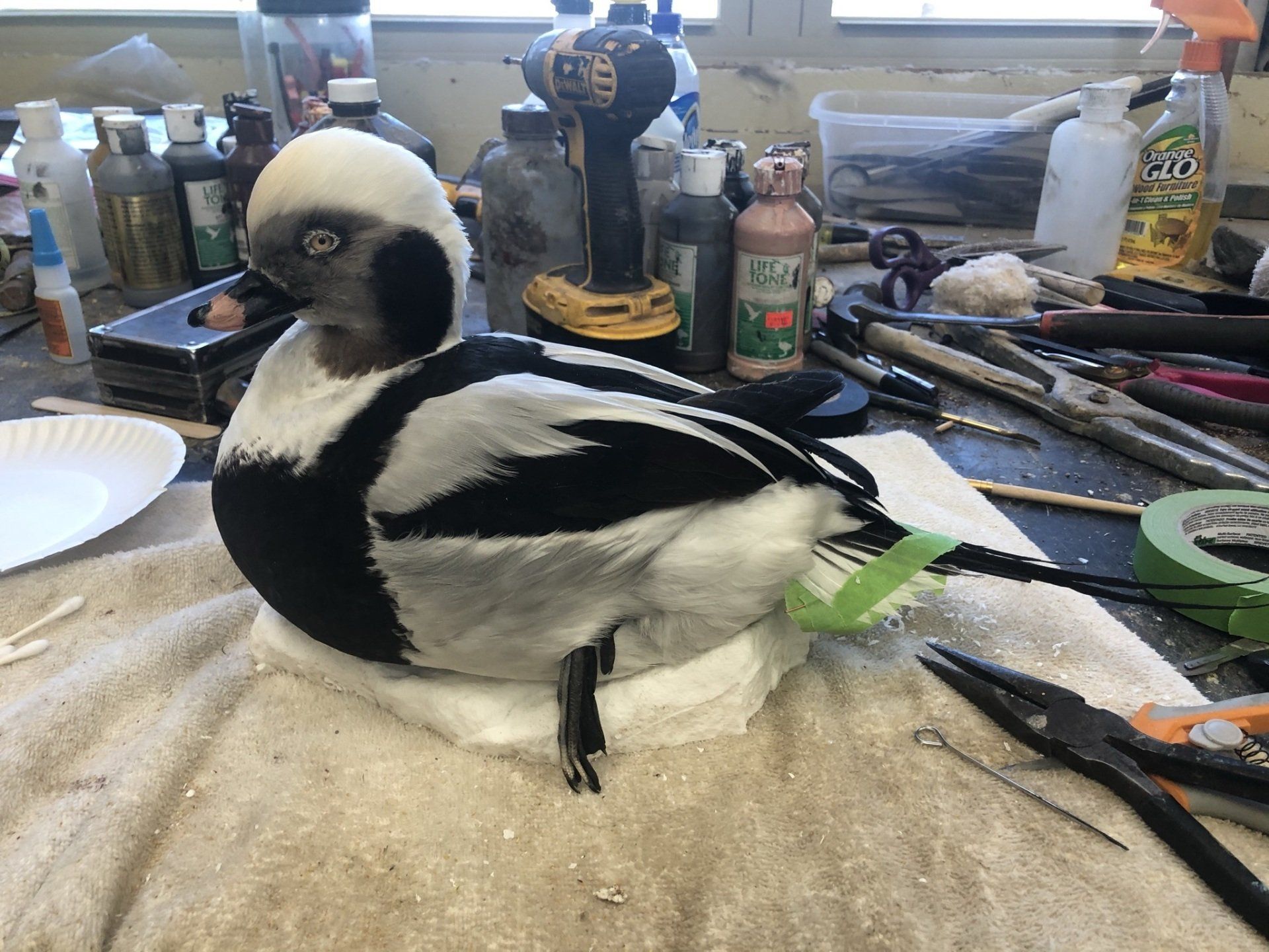 Ducks and Birds Taxidermy photo gallery