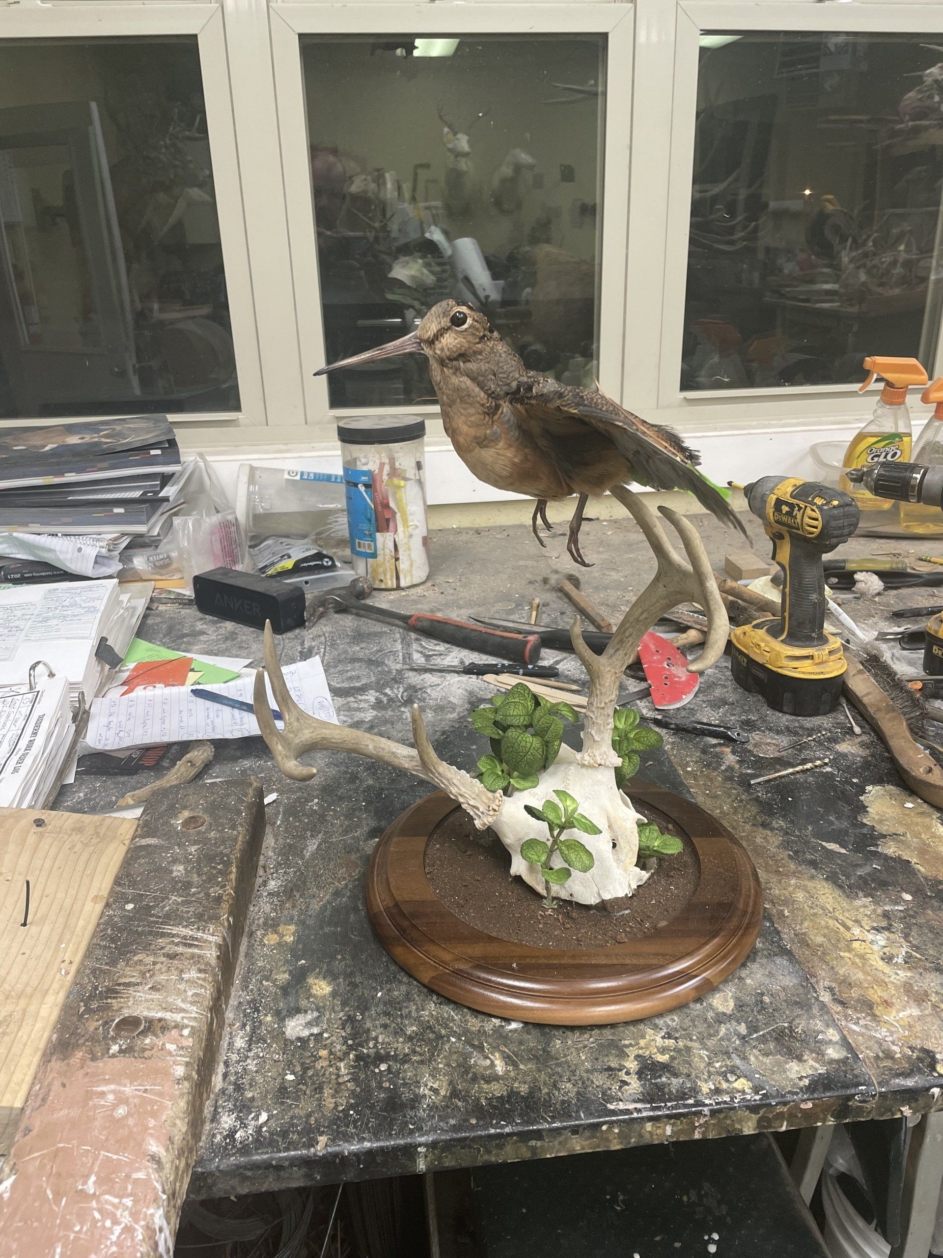 Ducks and Birds Taxidermy photo gallery