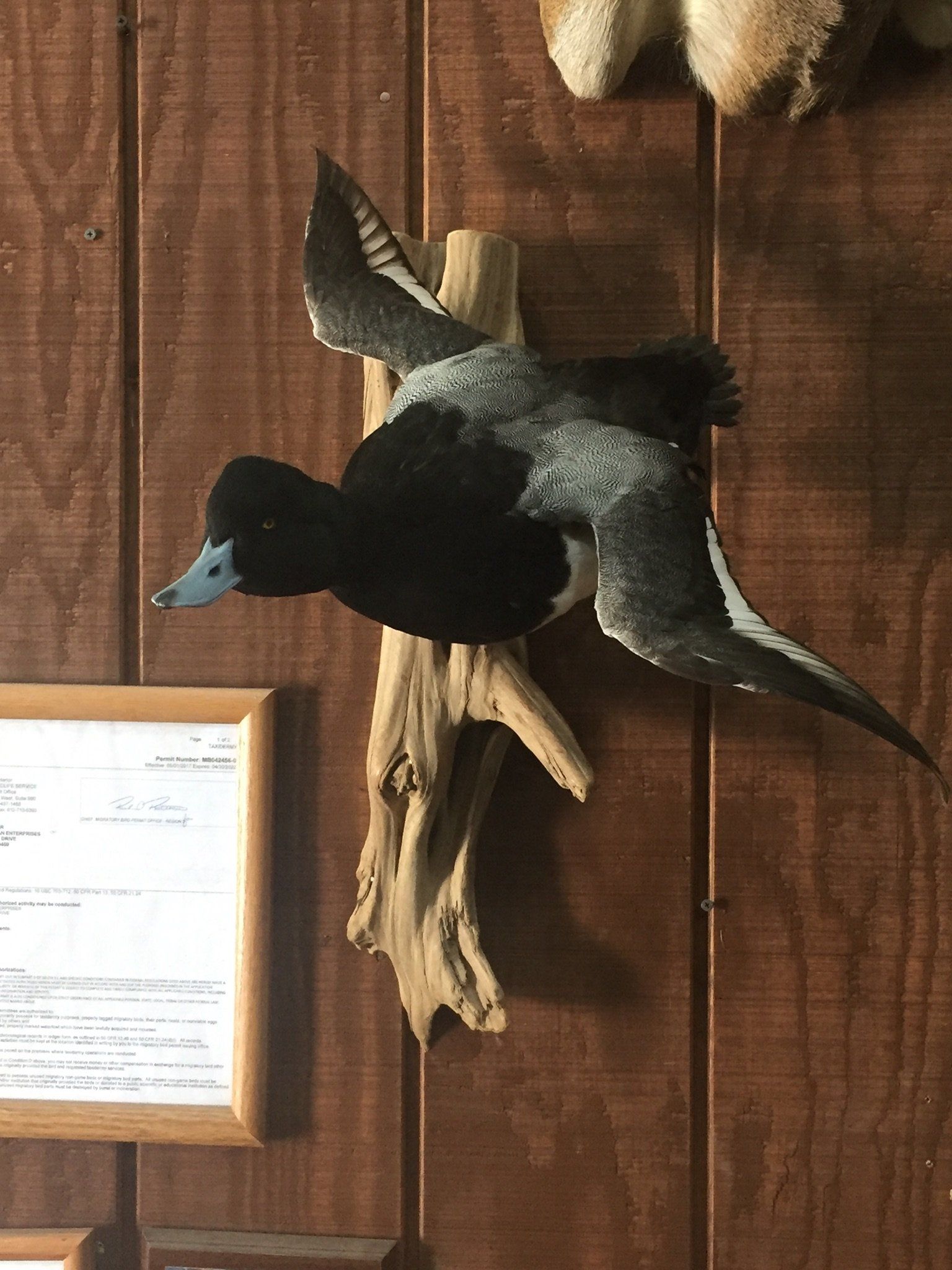 Ducks and Birds Taxidermy photo gallery