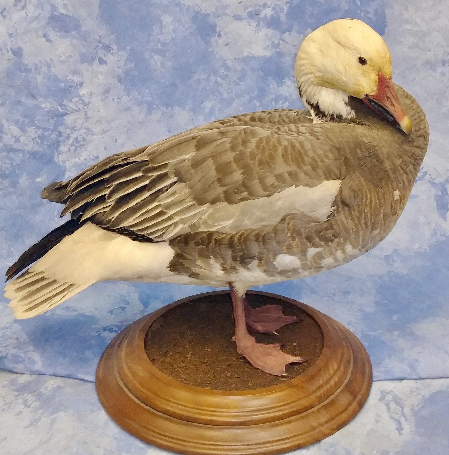 Ducks and Birds Taxidermy photo gallery