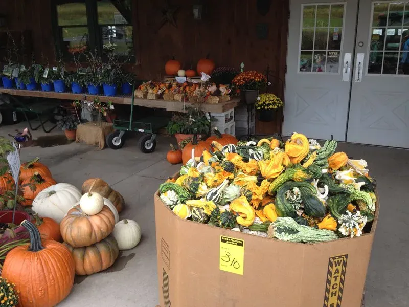 Variety of vegetables