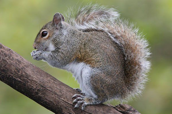 Learn More About Wildlife Pest Control SQUIRRELS