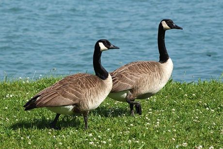 GEESE