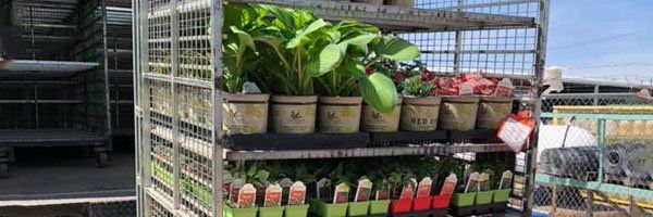 Garden Plants