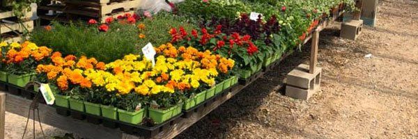Decorative Plants