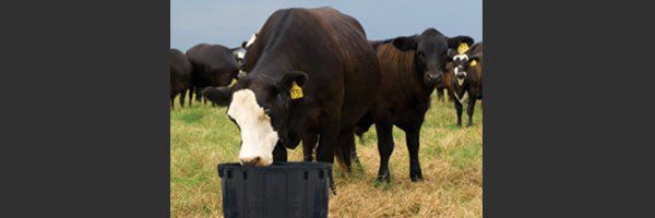 Livestock Fencing