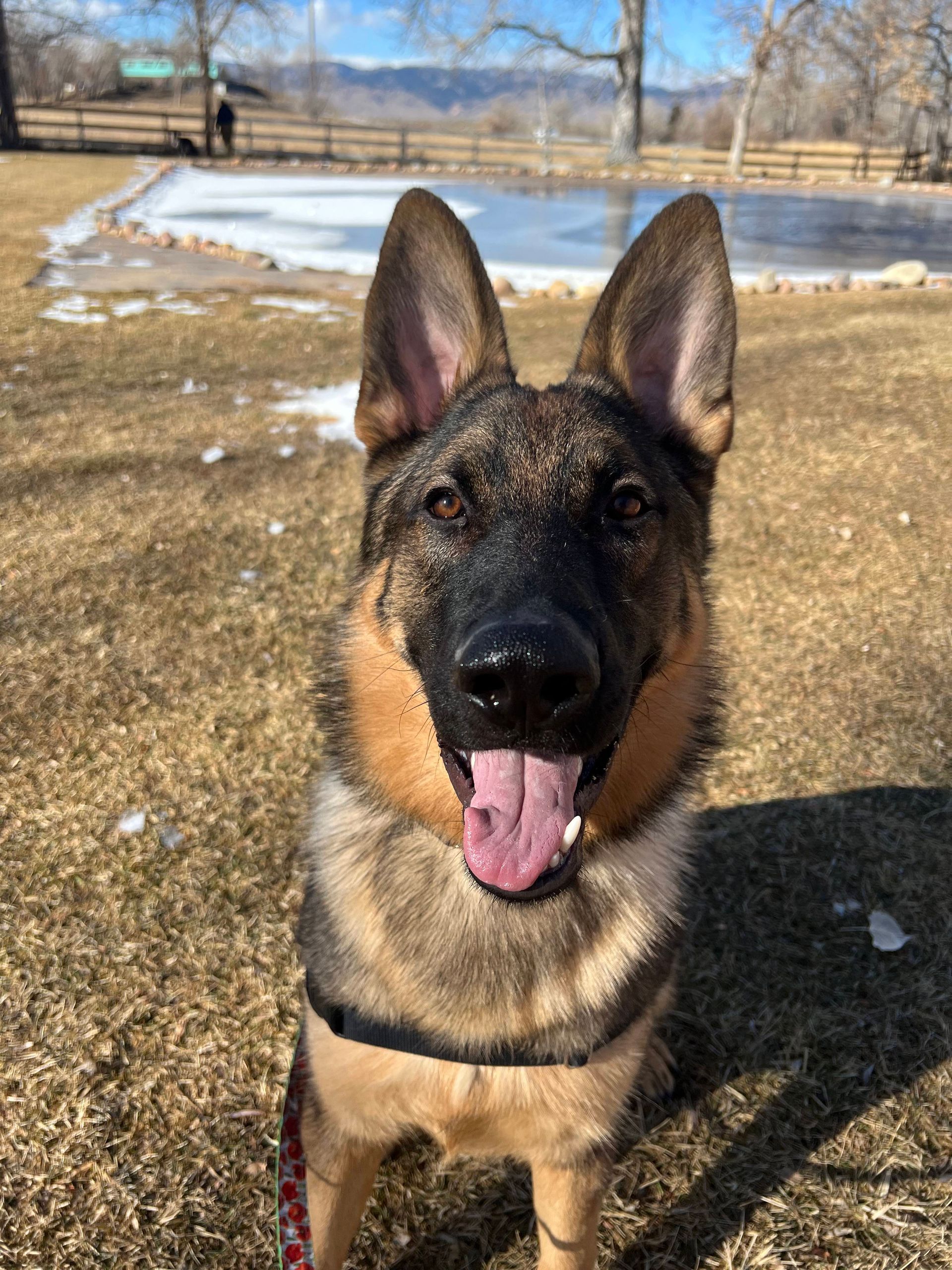 A german shepherd dog is standing in the grass with its tongue hanging out.