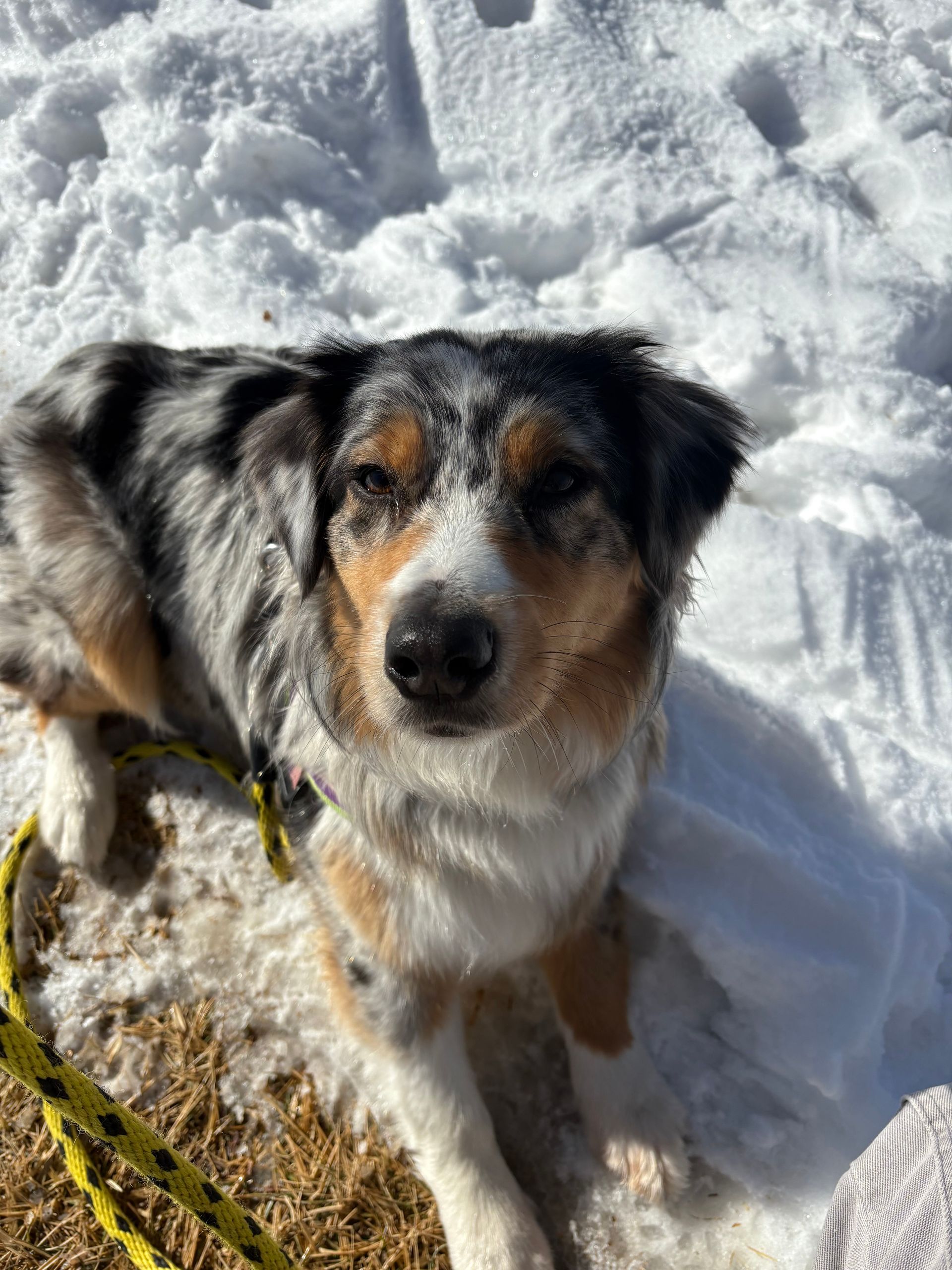 A dog is laying in the snow on a leash.