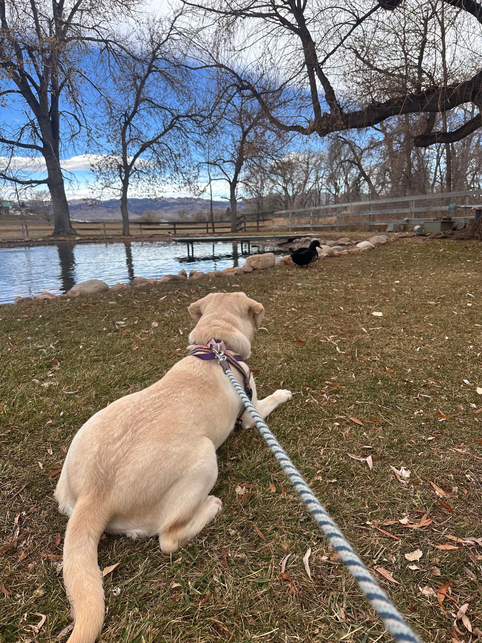 A dog is sitting on a leash in the grass near a lake.