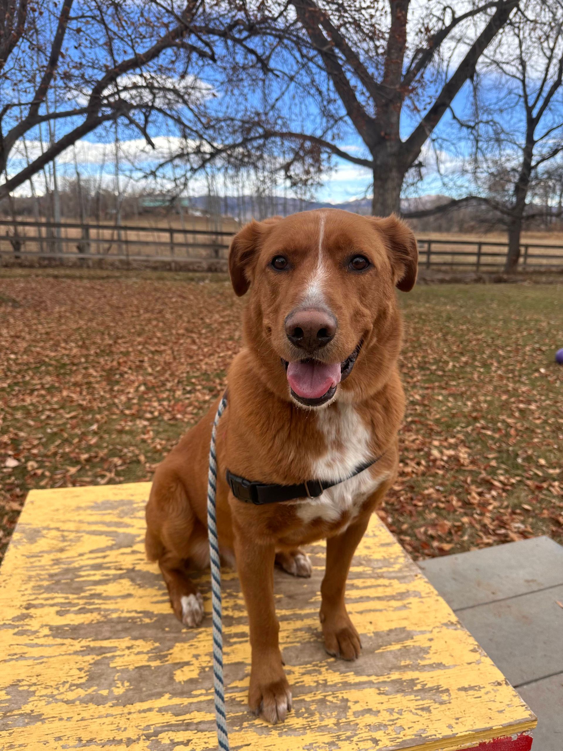 A brown and white dog is sitting on a yellow box on a leash.
